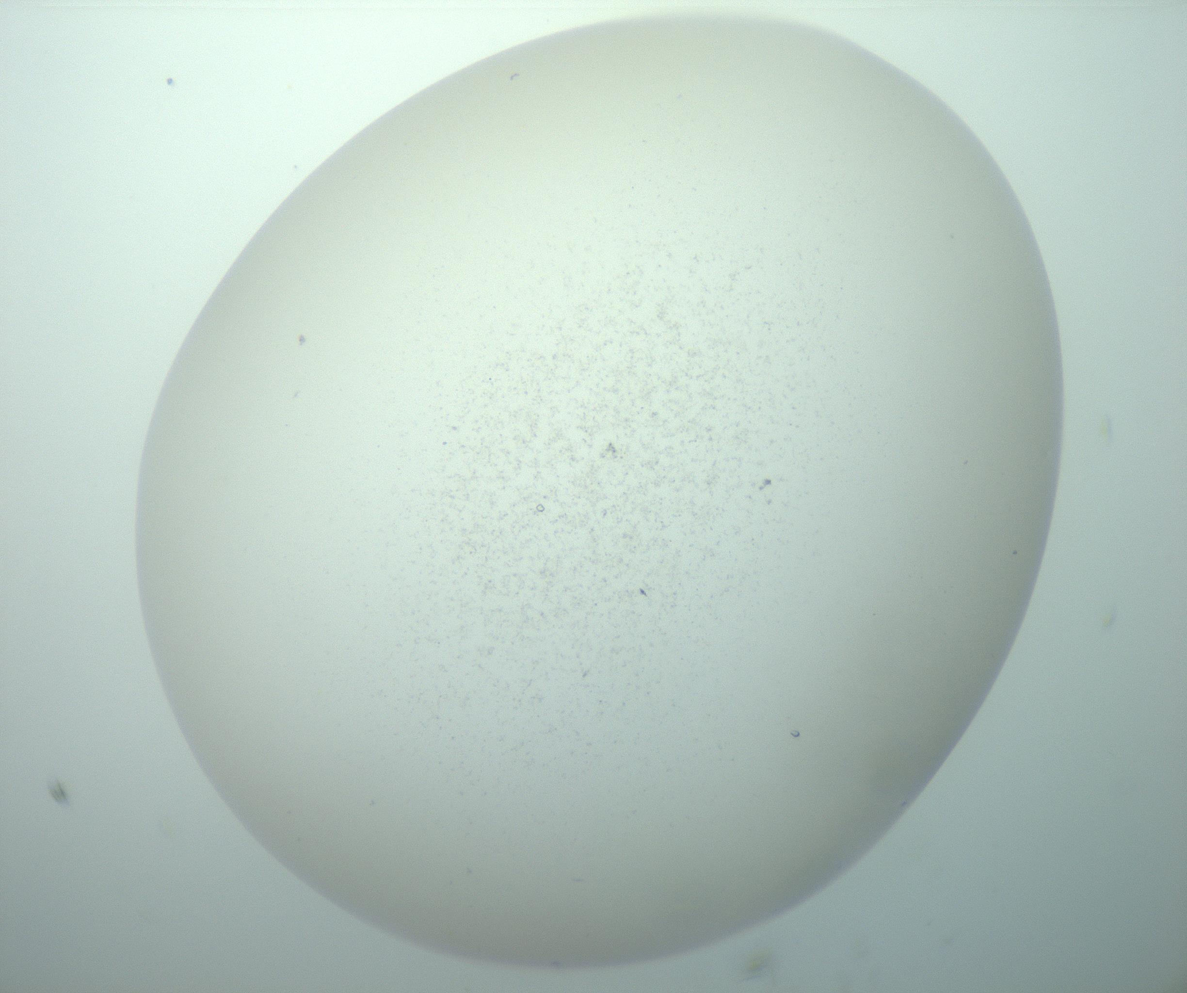 RI01_03_000_0212_Proj1_Clon1_MC_0000MC103015_002_161120_07_07_02_00_99_002_001_RAI.jpg