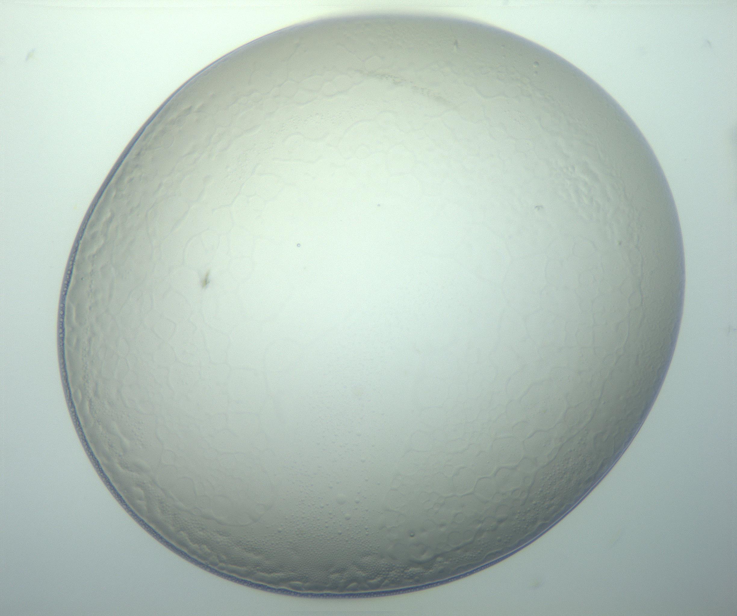 RI01_03_000_0212_Proj1_Clon1_MC_0000MC103015_002_161120_07_08_01_00_99_002_001_RAI.jpg
