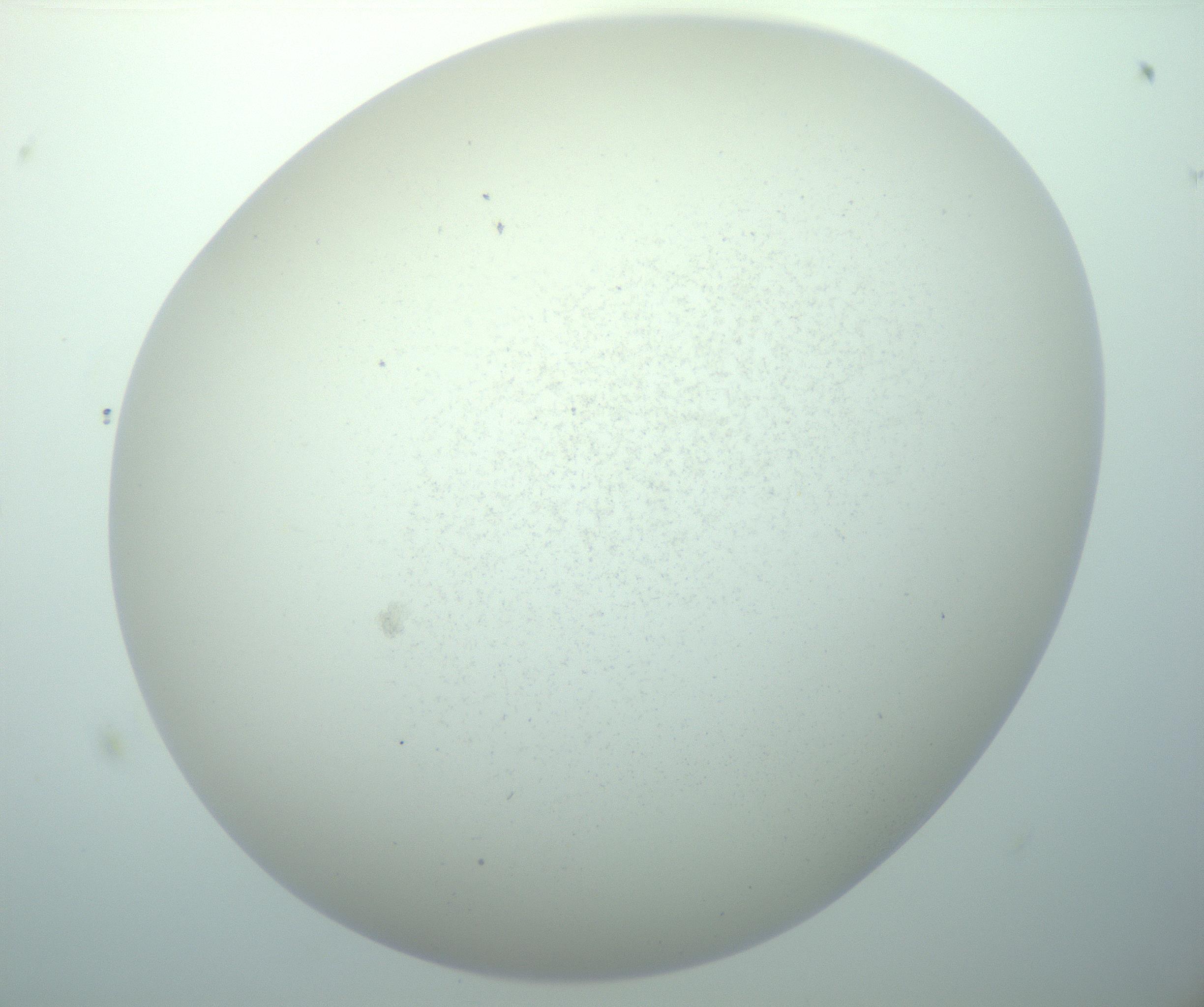 RI01_03_000_0212_Proj1_Clon1_MC_0000MC103015_002_161120_07_08_02_00_99_002_001_RAI.jpg
