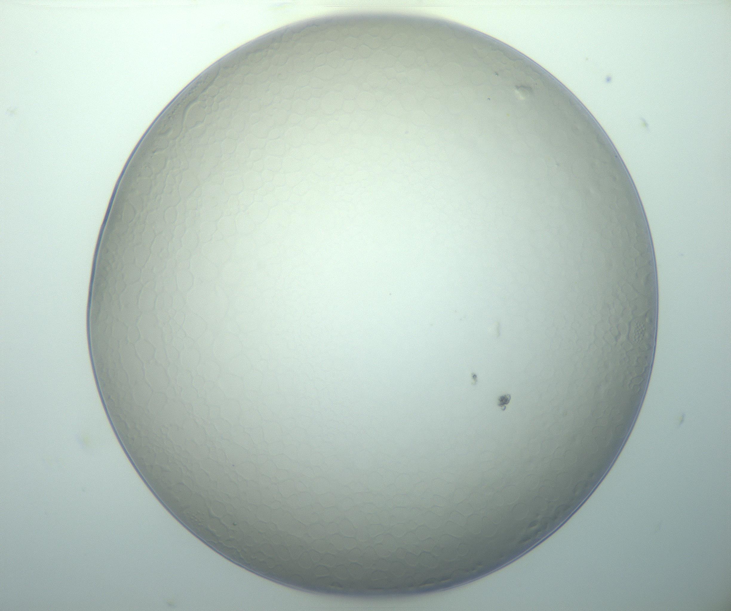 RI01_03_000_0212_Proj1_Clon1_MC_0000MC103015_002_161120_08_01_01_00_99_002_001_RAI.jpg