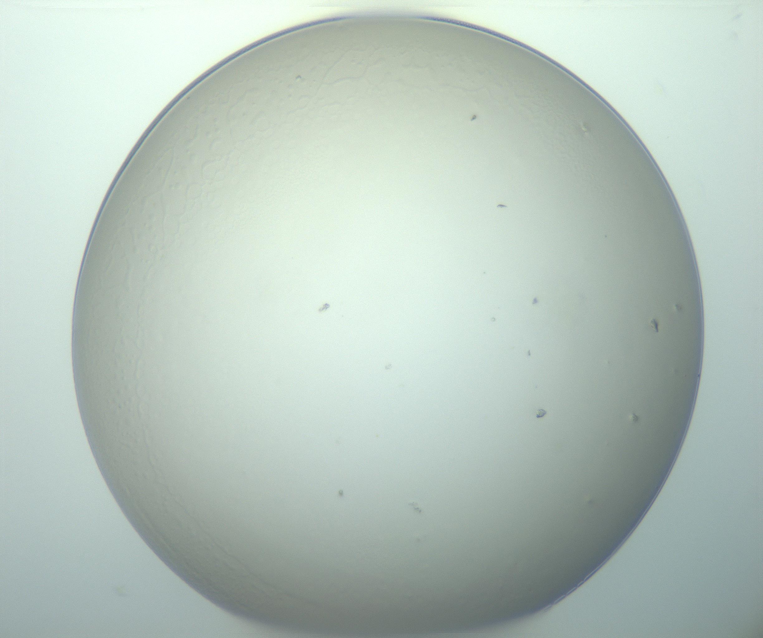 RI01_03_000_0212_Proj1_Clon1_MC_0000MC103015_002_161120_08_02_01_00_99_002_001_RAI.jpg