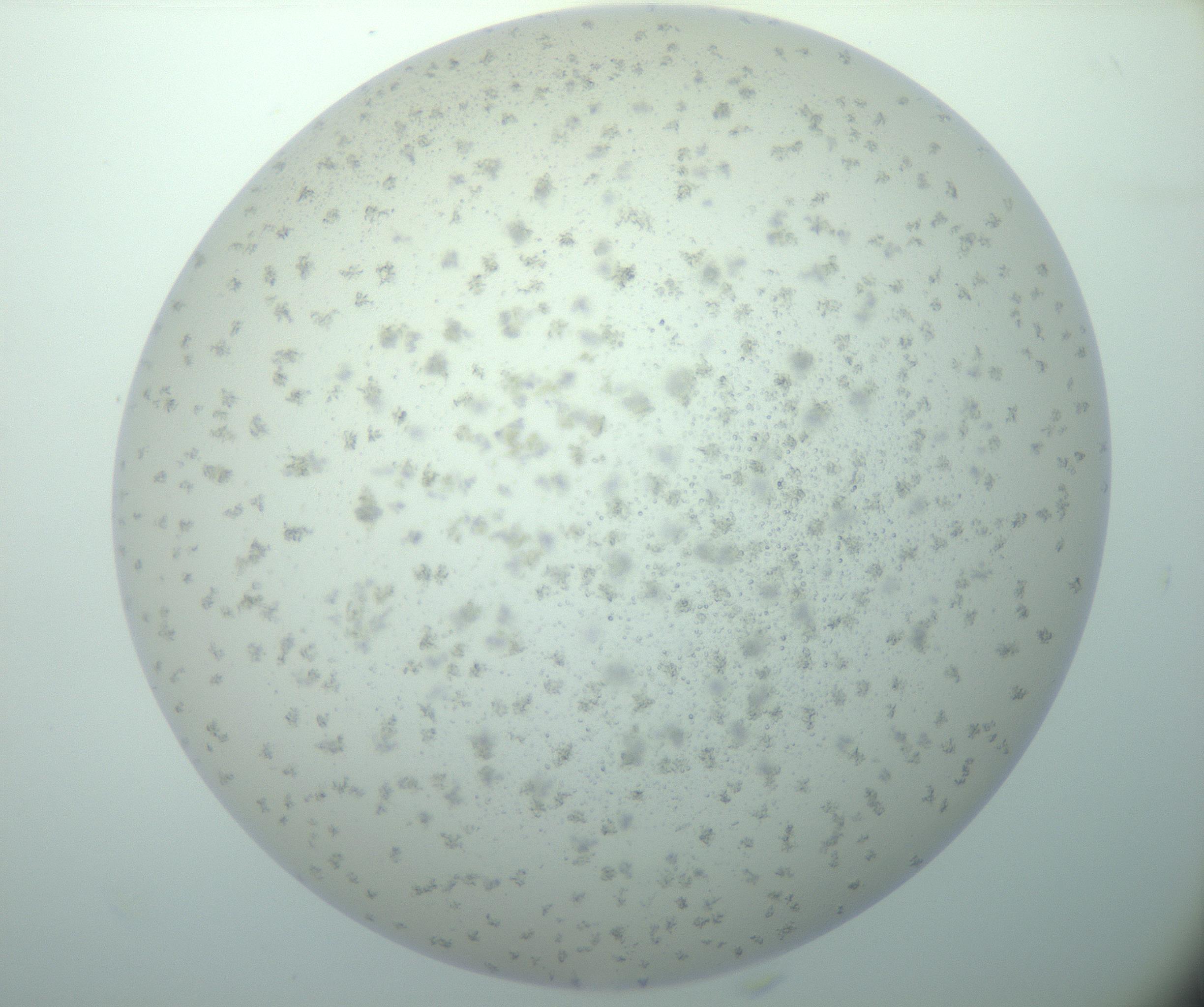 RI01_03_000_0212_Proj1_Clon1_MC_0000MC103015_002_161120_08_03_02_00_99_002_001_RAI.jpg