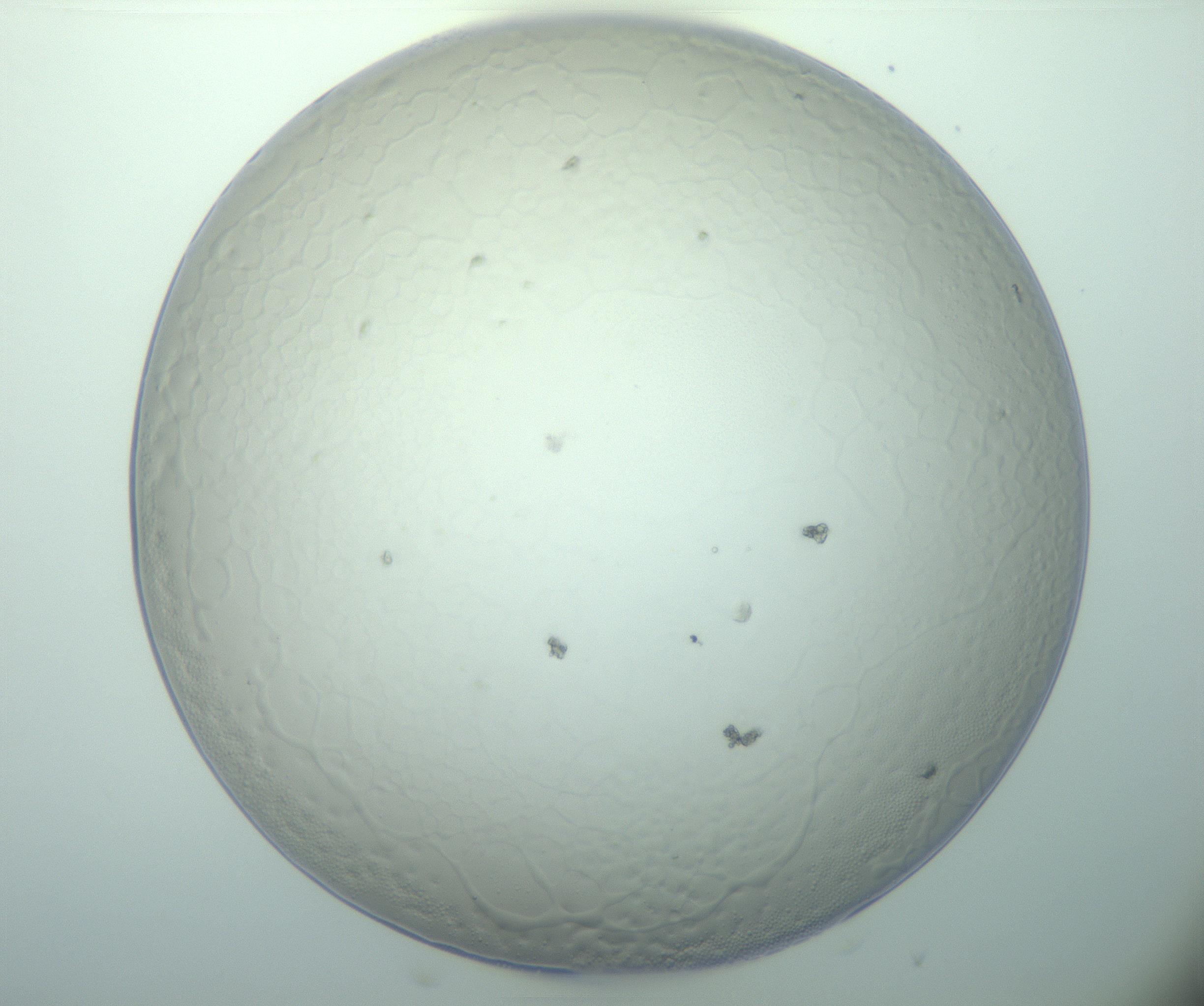 RI01_03_000_0212_Proj1_Clon1_MC_0000MC103015_002_161120_08_04_01_00_99_002_001_RAI.jpg