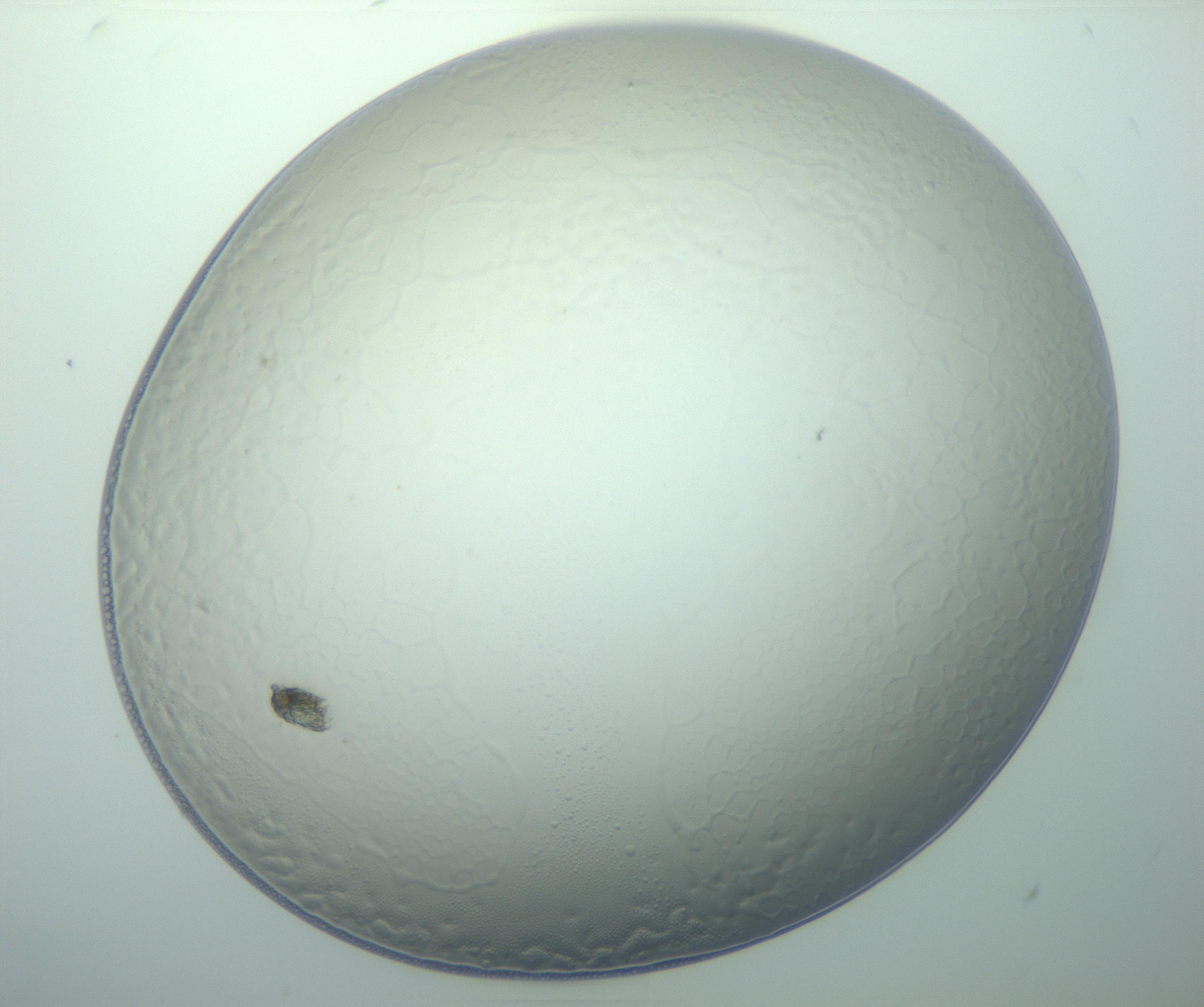 RI01_03_000_0212_Proj1_Clon1_MC_0000MC103015_002_161120_08_08_01_00_99_002_001_RAI.jpg