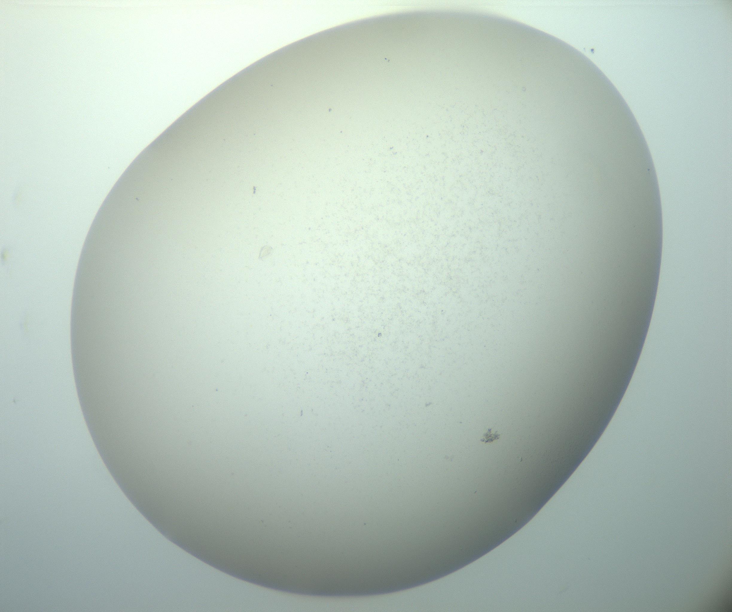 RI01_03_000_0212_Proj1_Clon1_MC_0000MC103015_002_161120_08_08_02_00_99_002_001_RAI.jpg