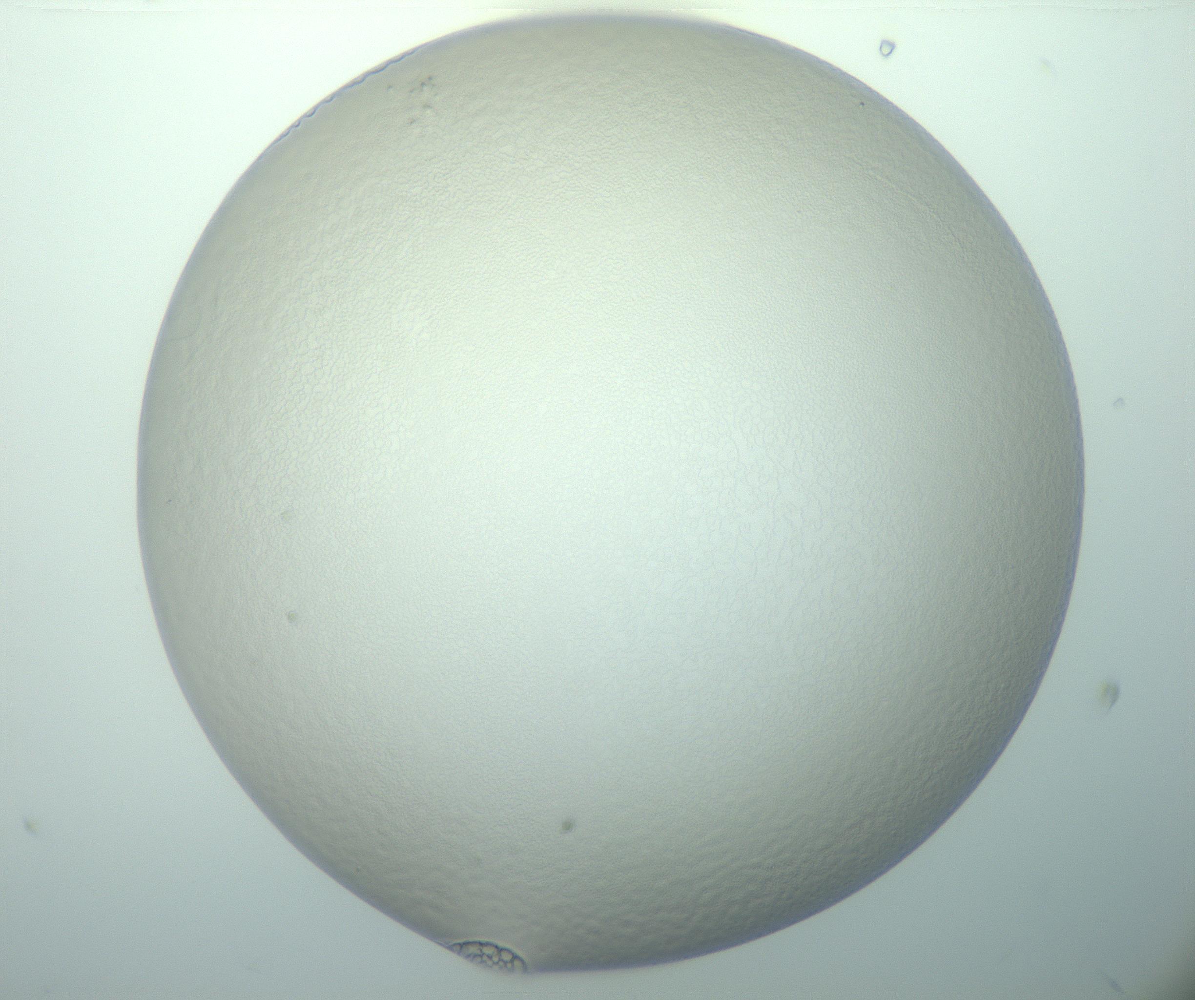 RI01_03_000_0212_Proj1_Clon1_MC_0000MC103015_002_161120_09_02_01_00_99_002_001_RAI.jpg
