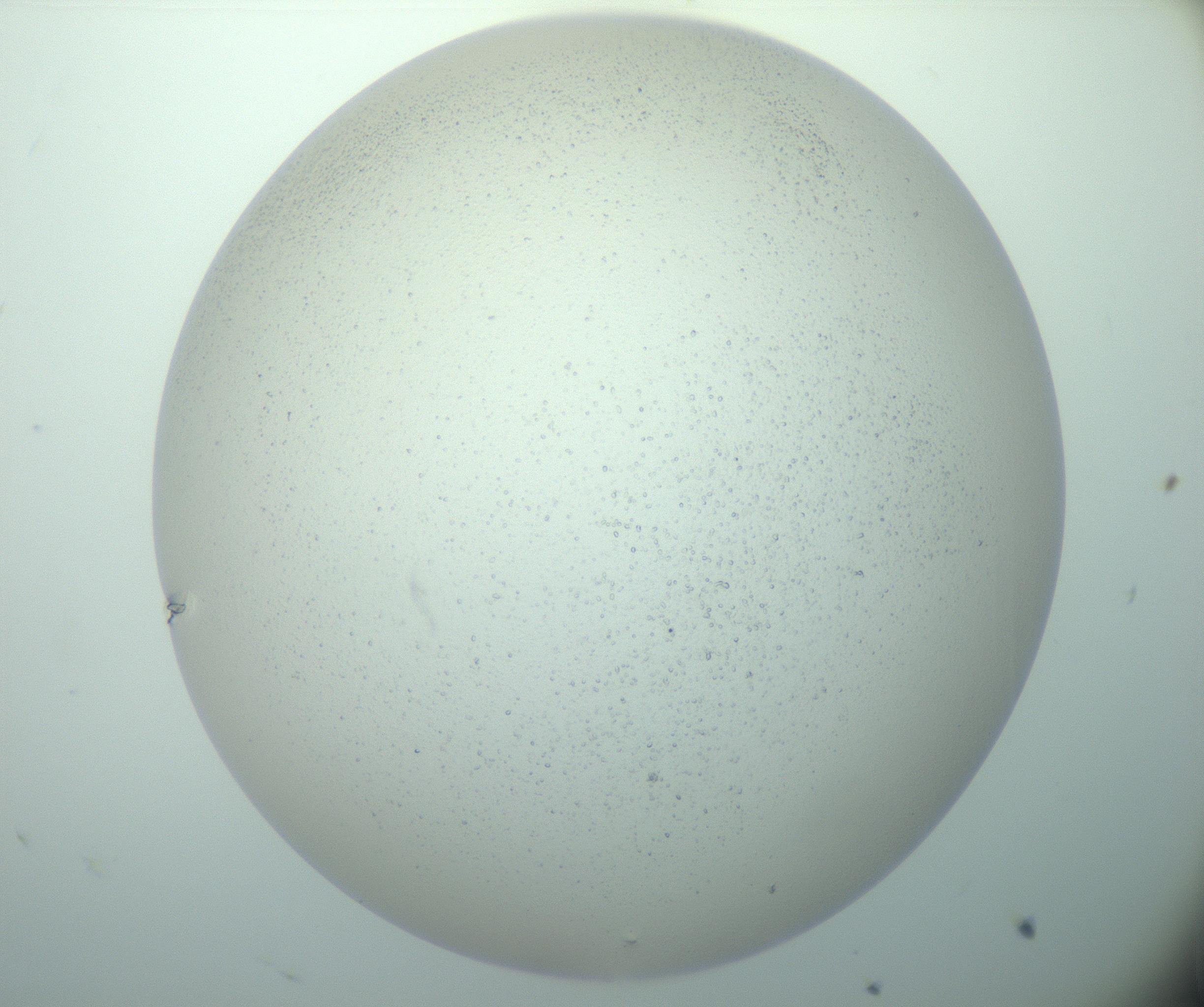 RI01_03_000_0212_Proj1_Clon1_MC_0000MC103015_002_161120_09_03_02_00_99_002_001_RAI.jpg