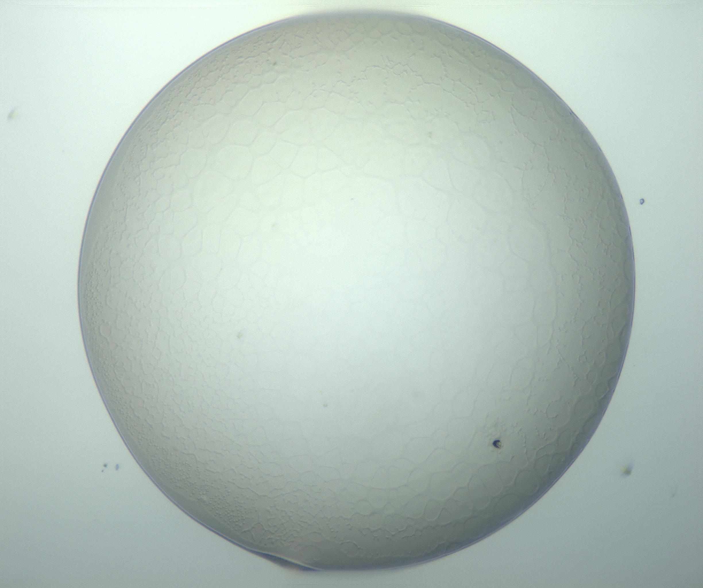 RI01_03_000_0212_Proj1_Clon1_MC_0000MC103015_002_161120_09_06_01_00_99_002_001_RAI.jpg