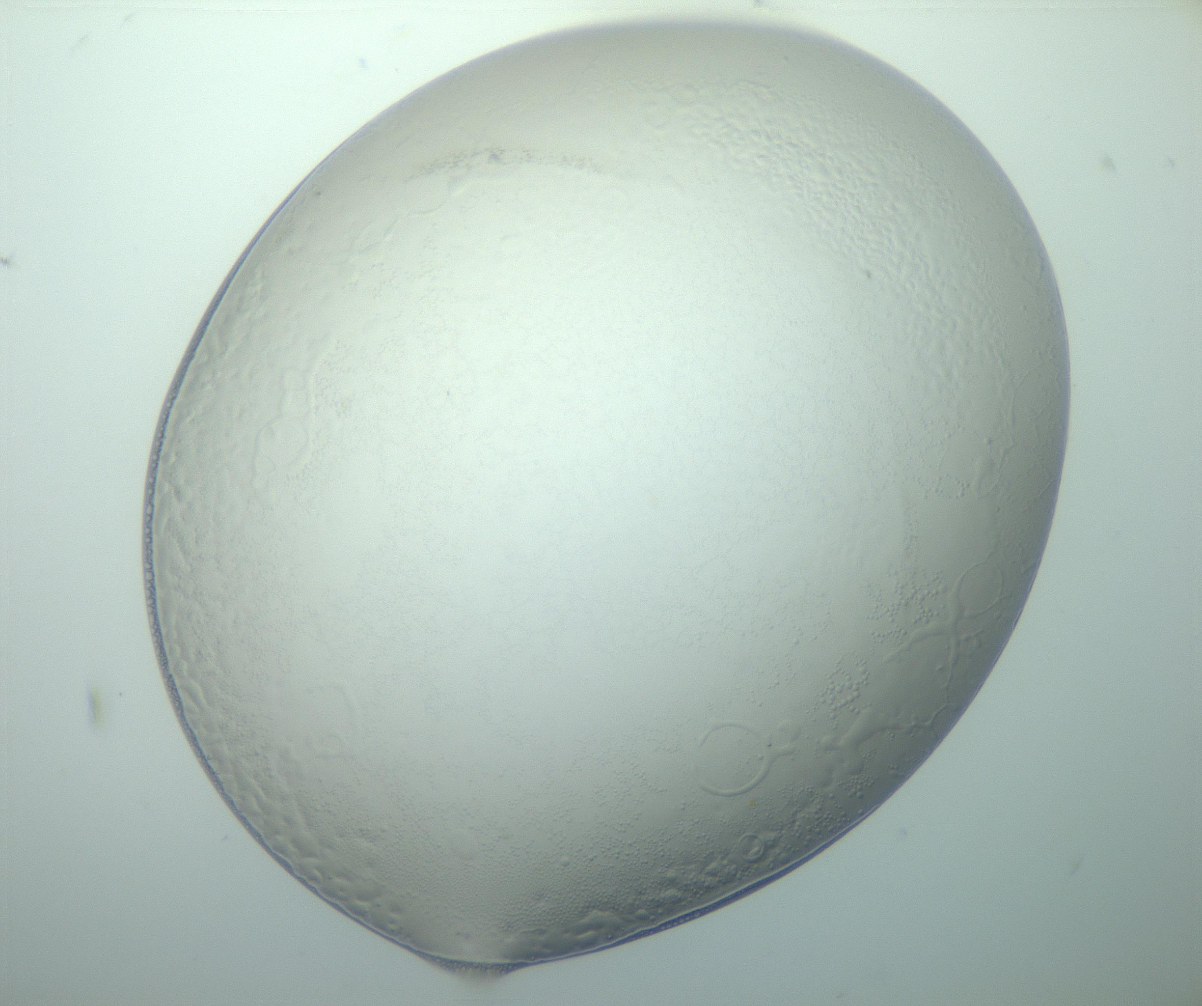 RI01_03_000_0212_Proj1_Clon1_MC_0000MC103015_002_161120_09_08_01_00_99_002_001_RAI.jpg