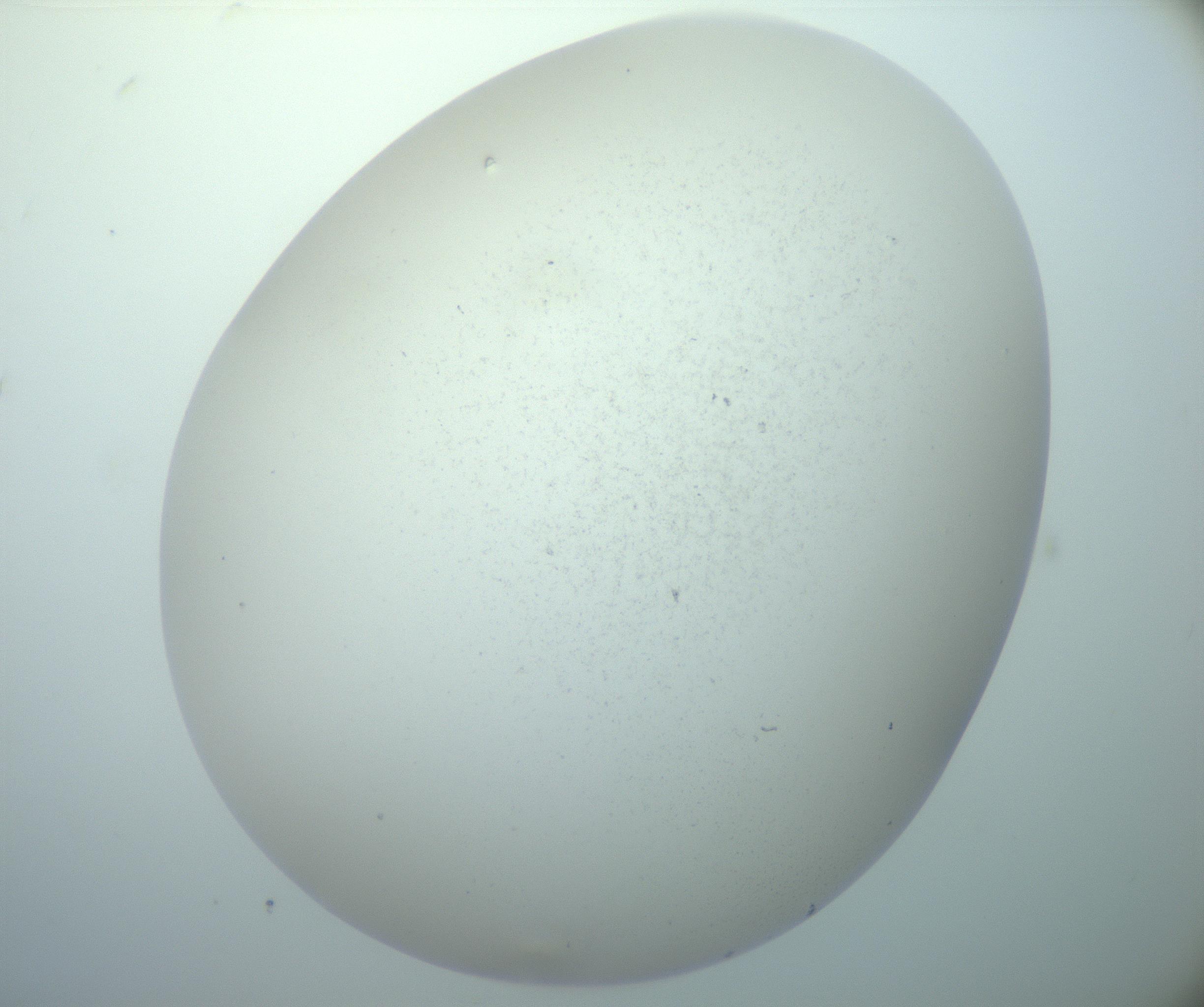 RI01_03_000_0212_Proj1_Clon1_MC_0000MC103015_002_161120_09_08_02_00_99_002_001_RAI.jpg