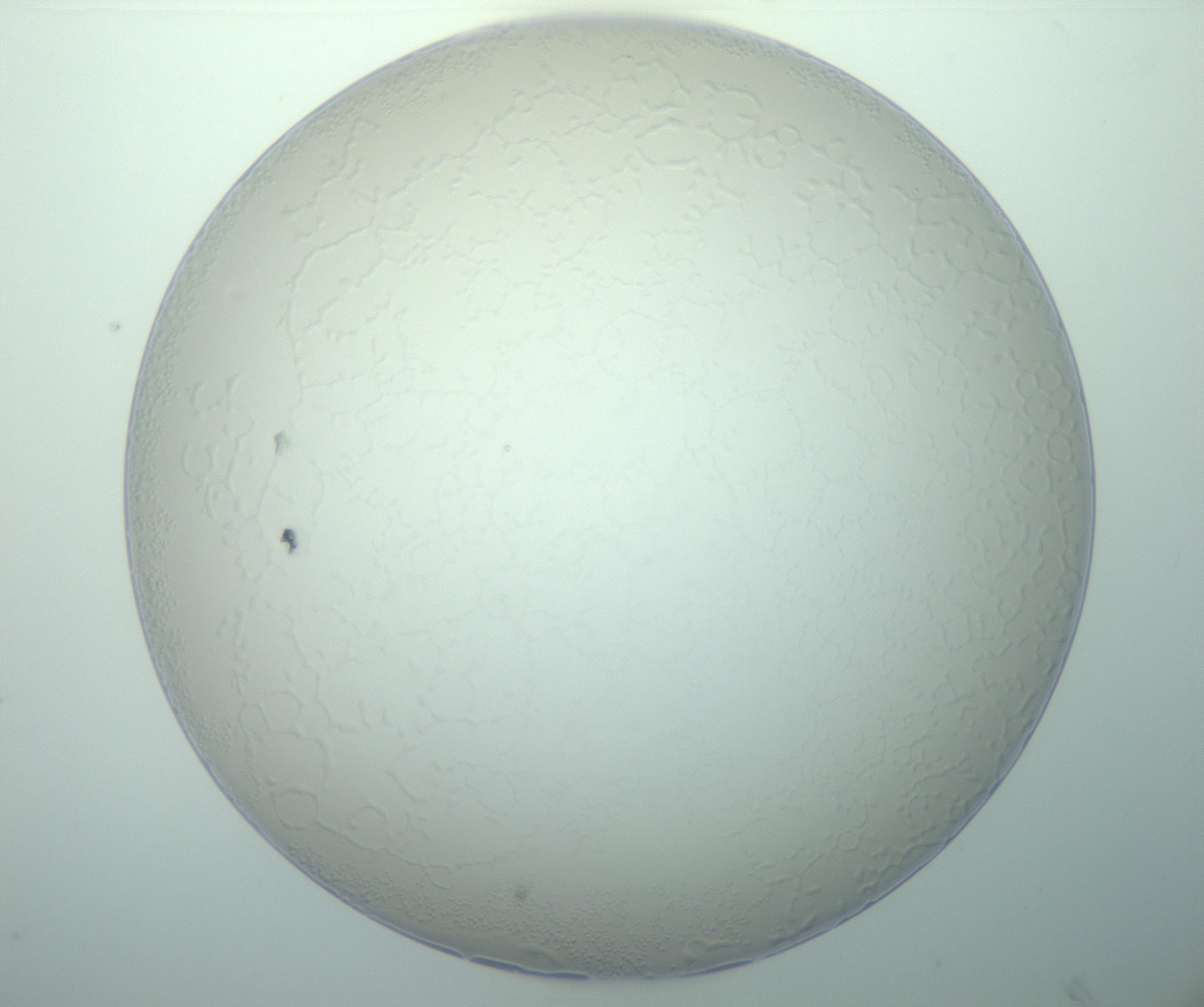 RI01_03_000_0212_Proj1_Clon1_MC_0000MC103015_002_161120_10_02_01_00_99_002_001_RAI.jpg