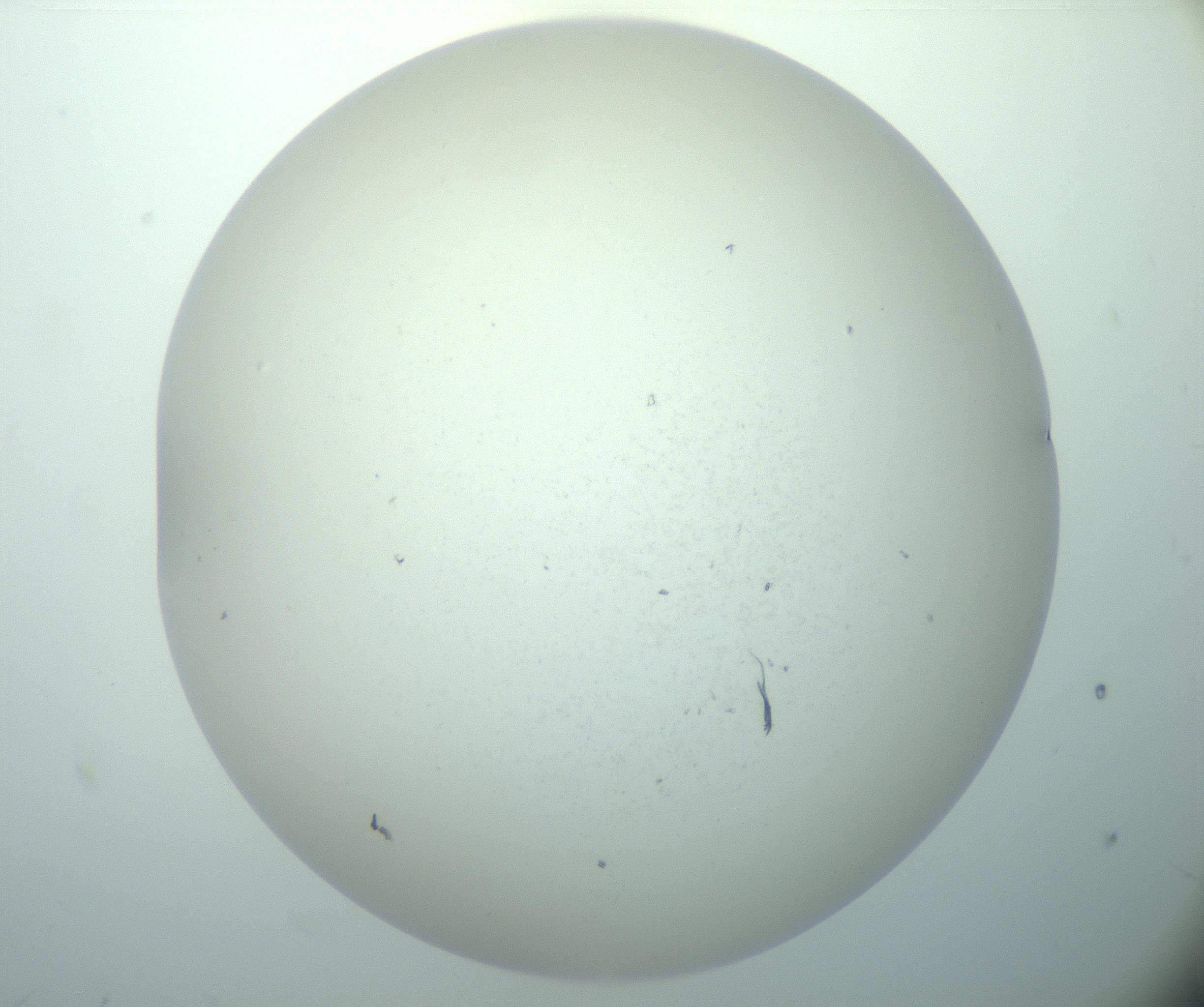 RI01_03_000_0212_Proj1_Clon1_MC_0000MC103015_002_161120_10_03_02_00_99_002_001_RAI.jpg