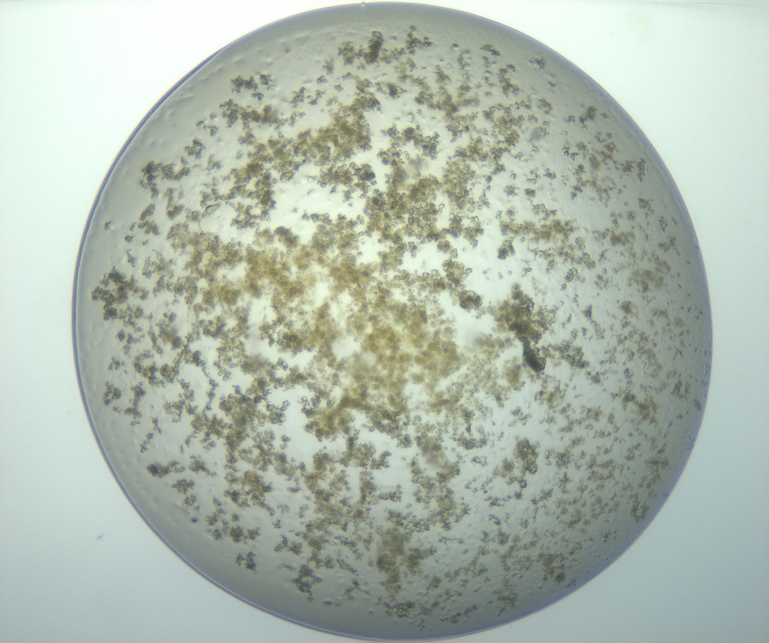 RI01_03_000_0212_Proj1_Clon1_MC_0000MC103015_002_161120_11_01_01_00_99_002_001_RAI.jpg