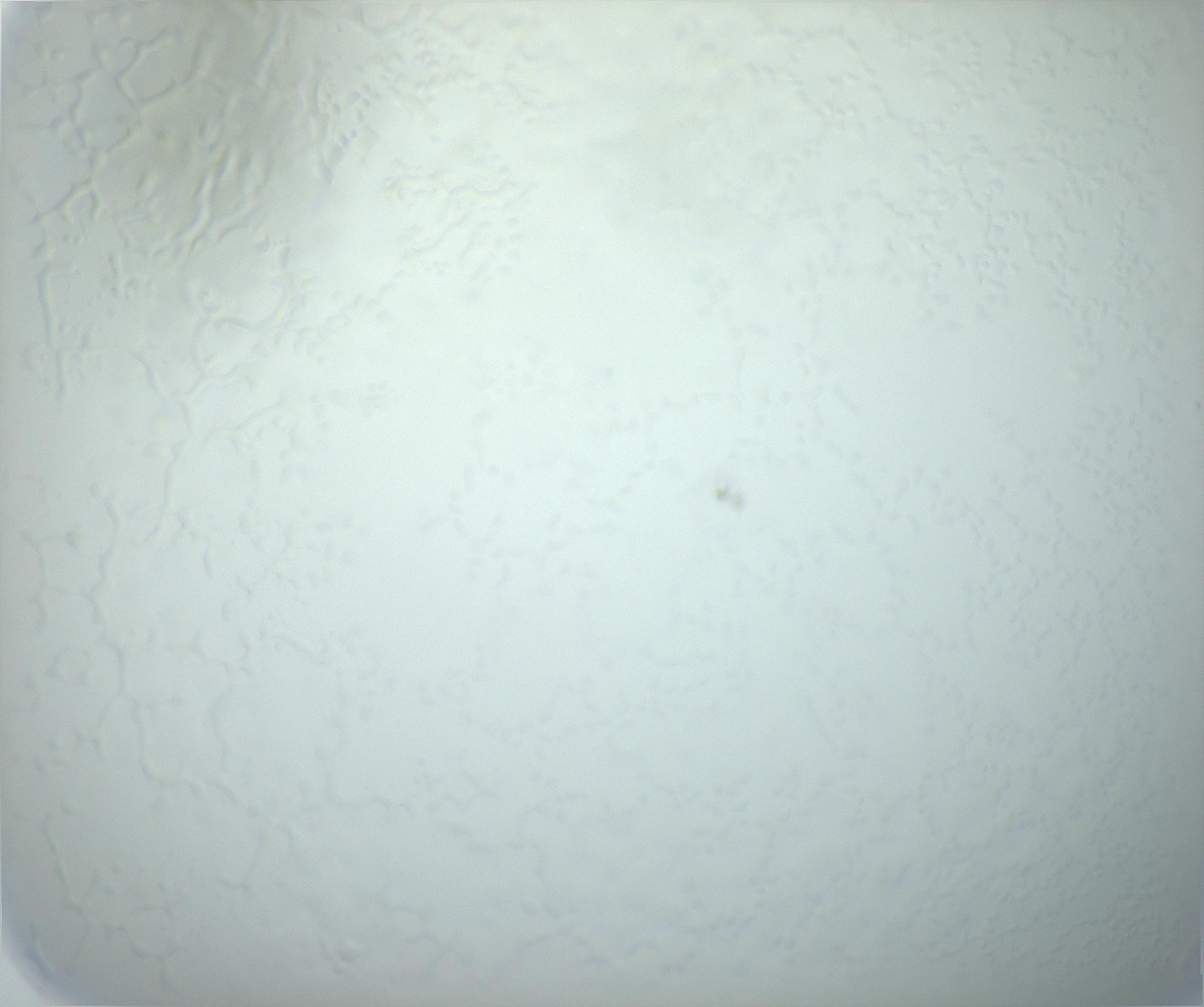 RI01_03_000_0212_Proj1_Clon1_MC_0000MC103015_002_161120_11_02_01_00_99_002_001_RAI.jpg