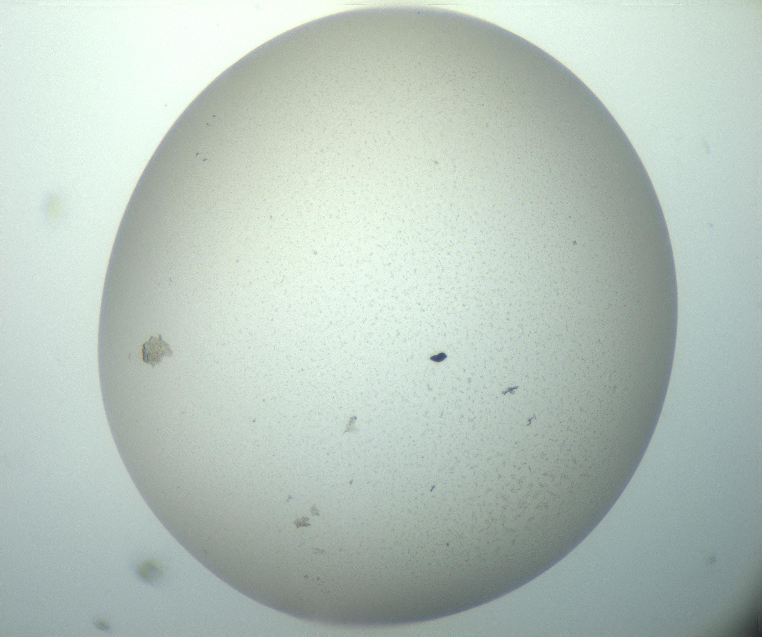 RI01_03_000_0212_Proj1_Clon1_MC_0000MC103015_002_161120_11_04_02_00_99_002_001_RAI.jpg