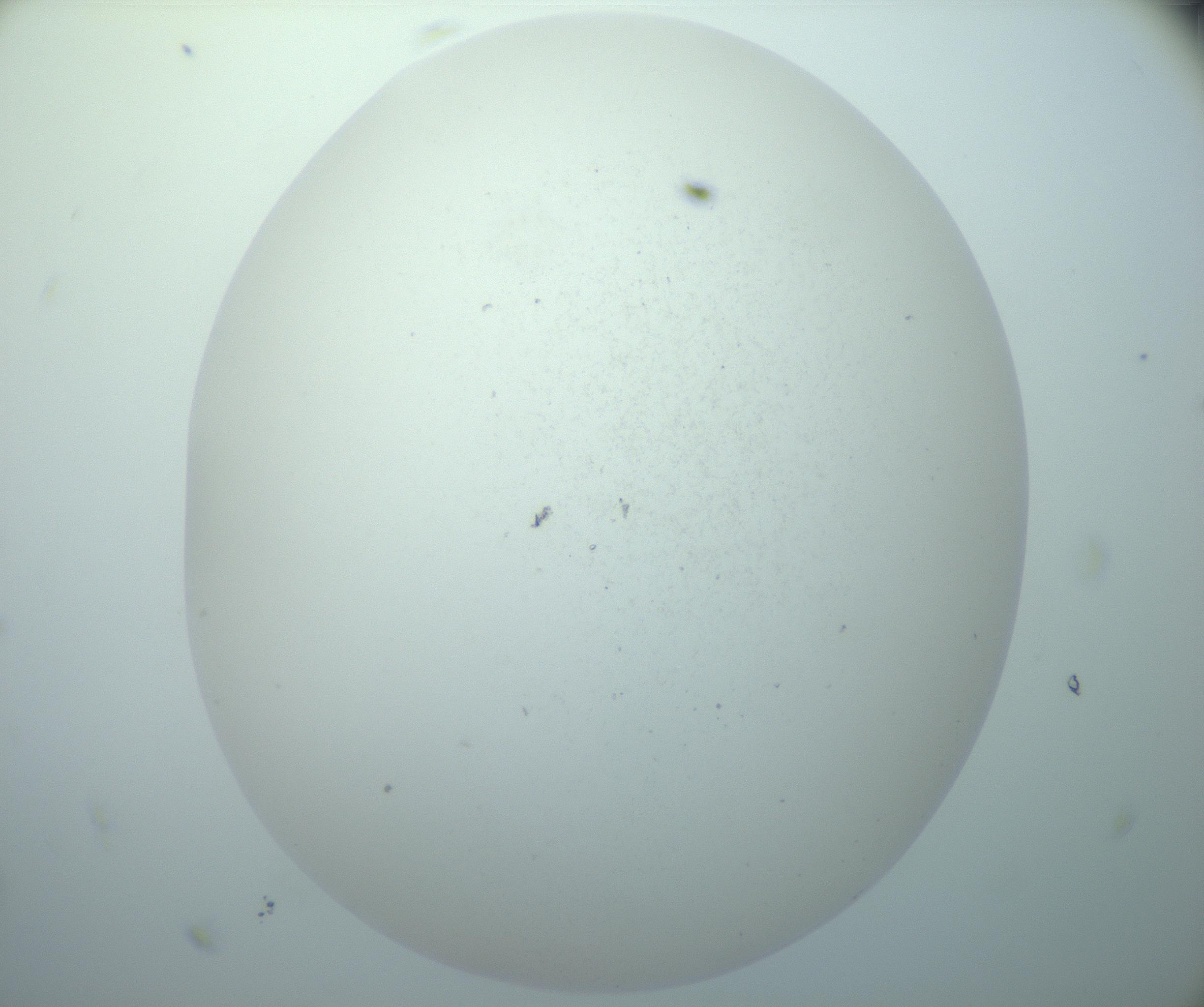 RI01_03_000_0212_Proj1_Clon1_MC_0000MC103015_002_161120_11_08_02_00_99_002_001_RAI.jpg