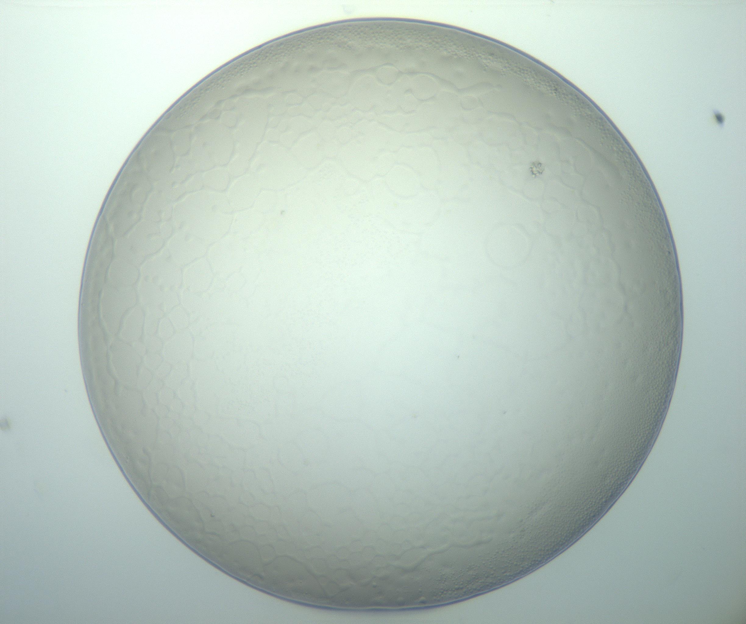RI01_03_000_0212_Proj1_Clon1_MC_0000MC103015_002_161120_12_02_01_00_99_002_001_RAI.jpg