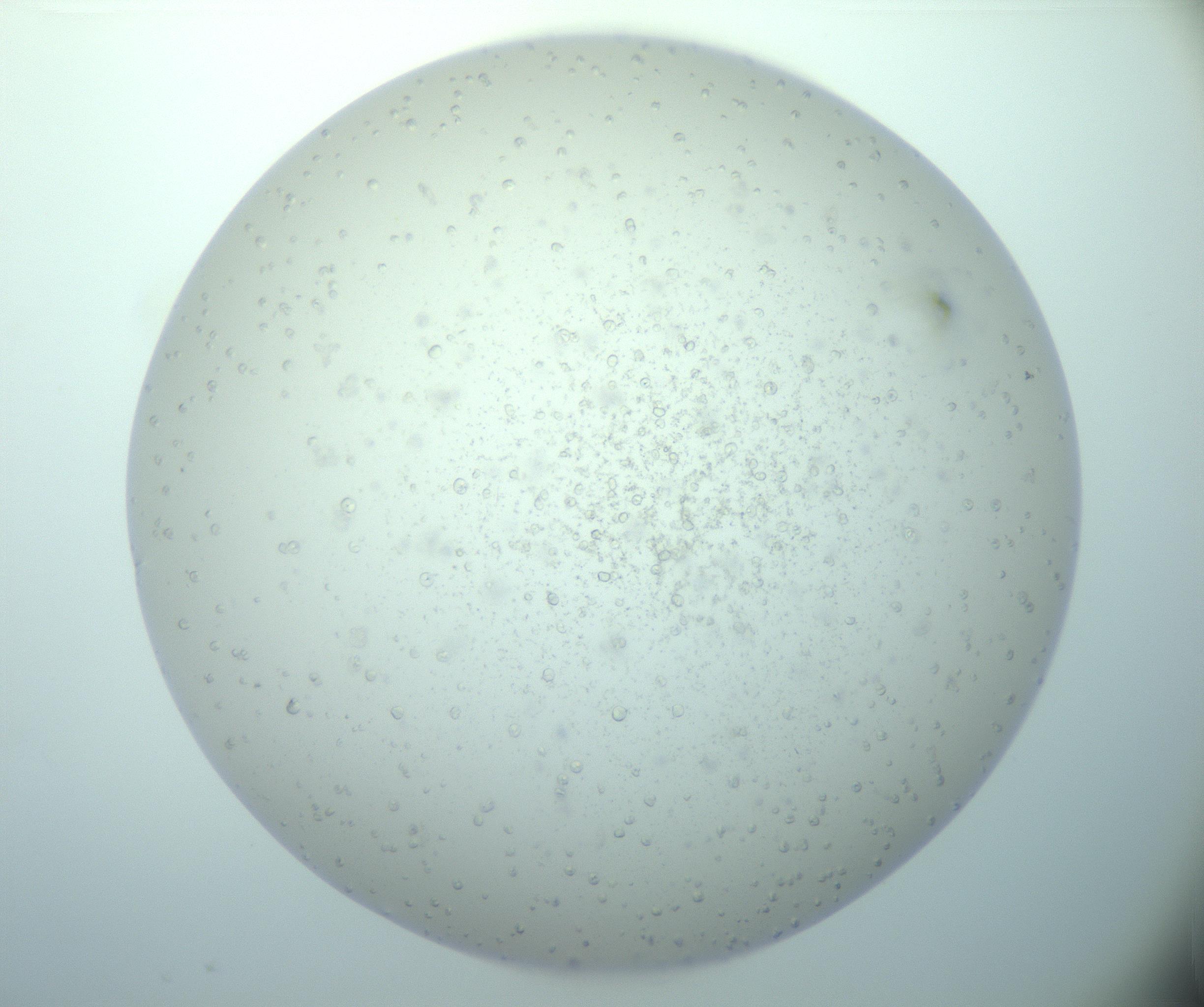 RI01_03_000_0212_Proj1_Clon1_MC_0000MC103015_014_170128_01_03_02_00_99_002_001_RAI.jpg