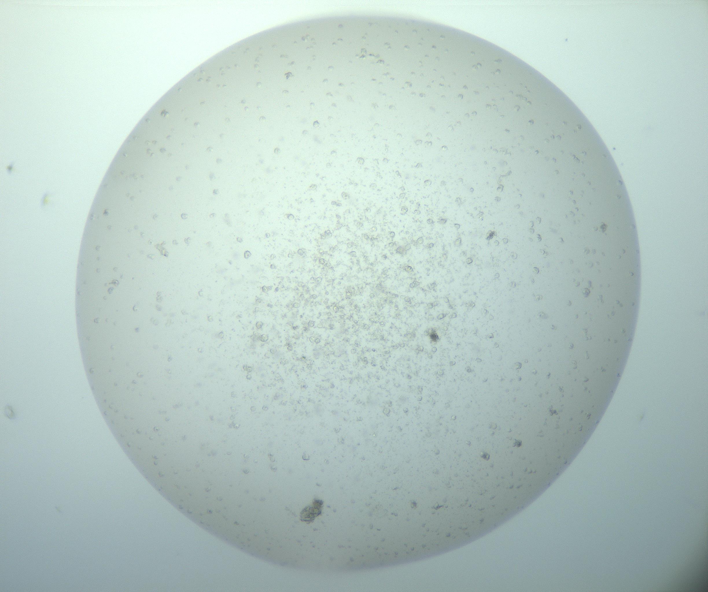 RI01_03_000_0212_Proj1_Clon1_MC_0000MC103015_014_170128_02_04_02_00_99_002_001_RAI.jpg