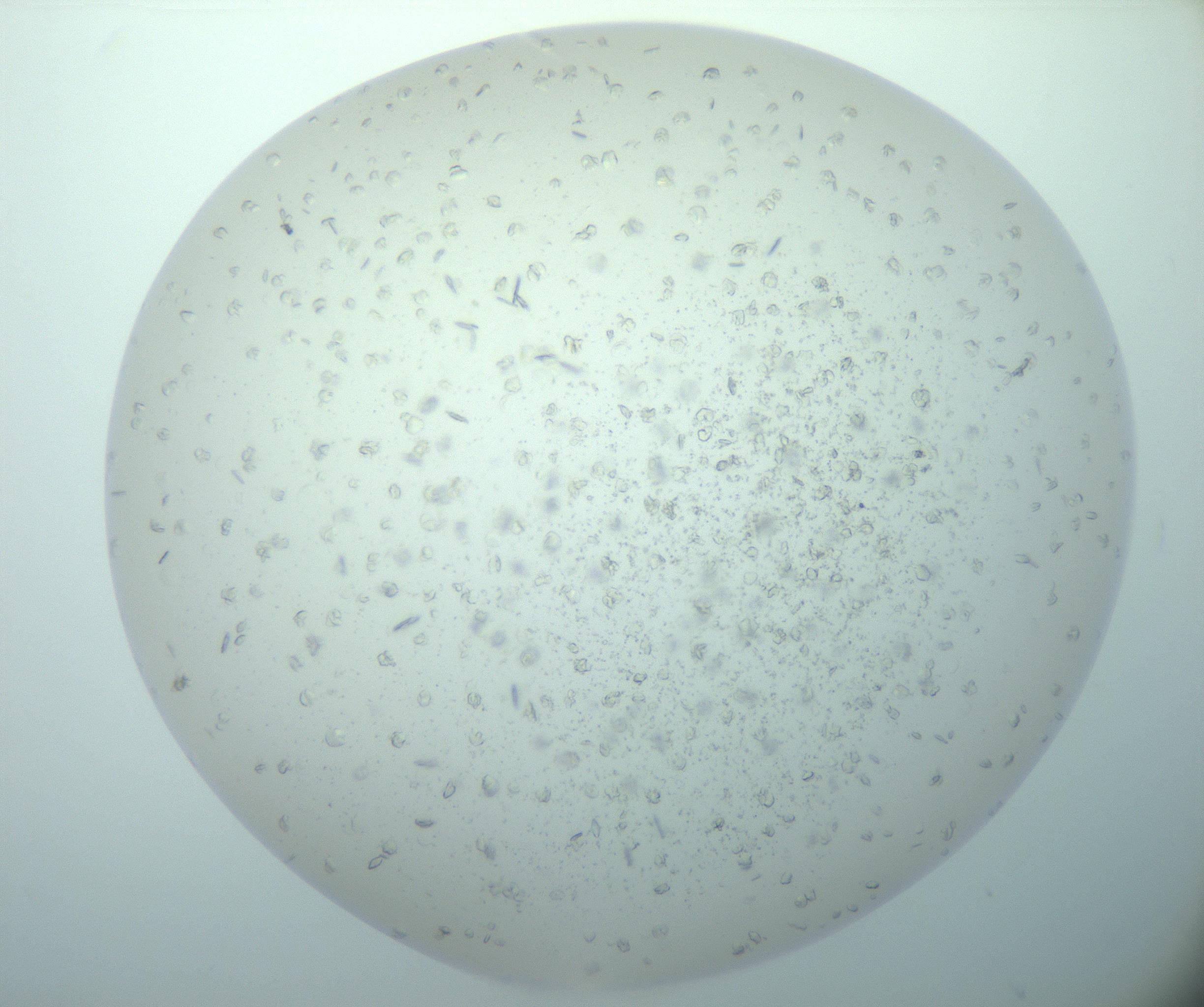 RI01_03_000_0212_Proj1_Clon1_MC_0000MC103015_014_170128_06_02_02_00_99_002_001_RAI.jpg