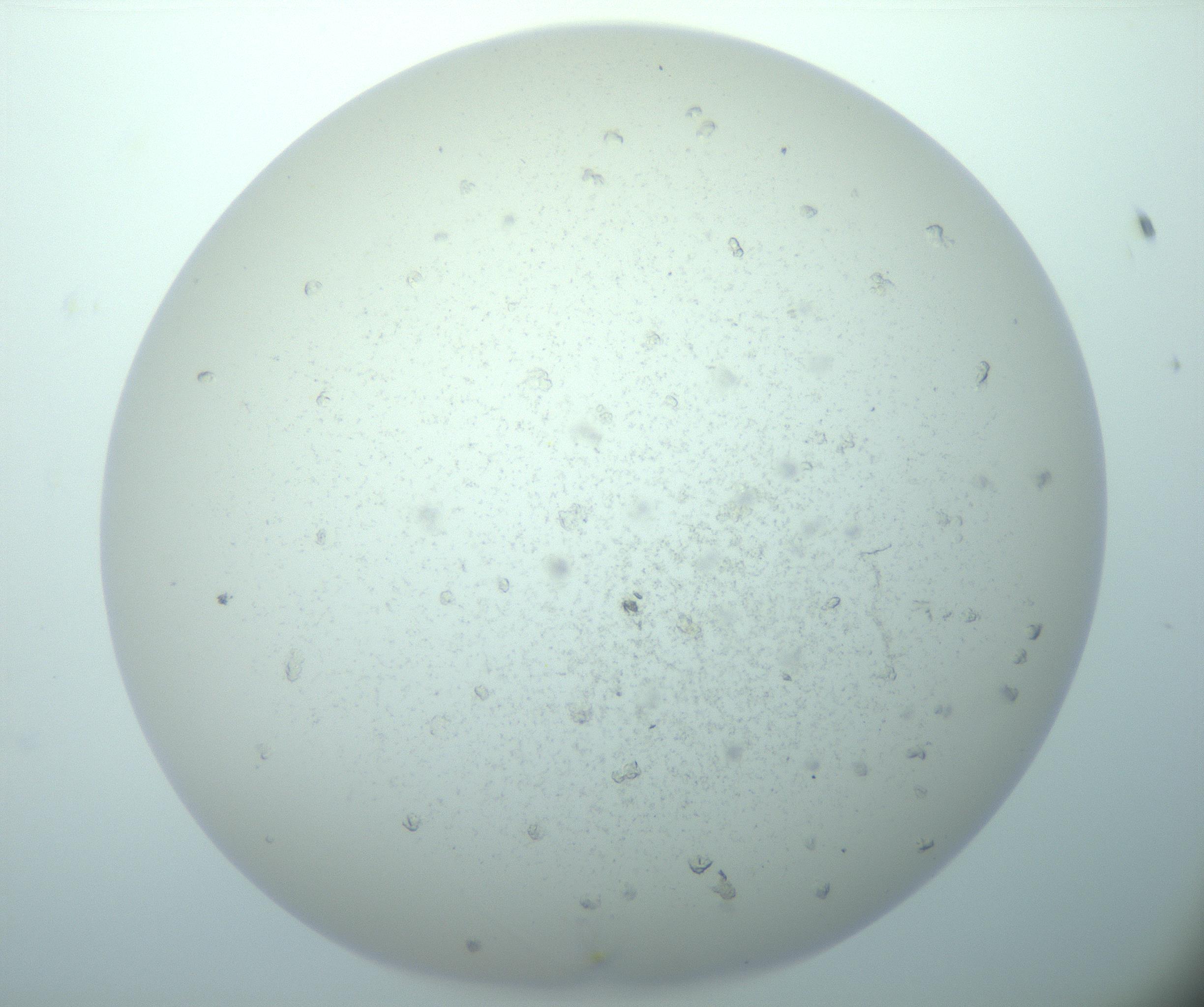 RI01_03_000_0212_Proj1_Clon1_MC_0000MC103015_014_170128_08_02_02_00_99_002_001_RAI.jpg