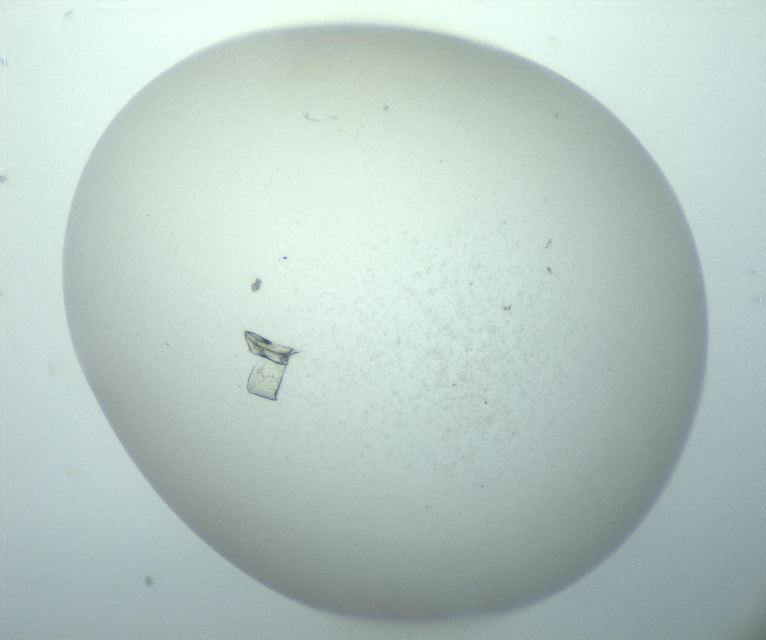RI01_03_000_0212_Proj1_Clon1_MC_0000MC103016_015_170128_05_01_02_00_99_002_001_RAI.jpg