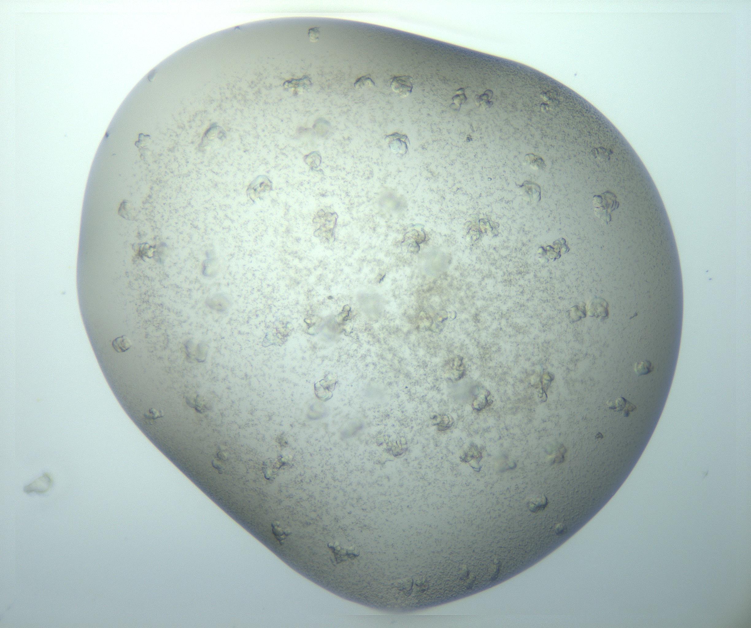 RI01_03_000_0212_Proj1_Clon1_MC_0000MC103016_015_170128_12_03_02_00_99_002_001_RAI.jpg