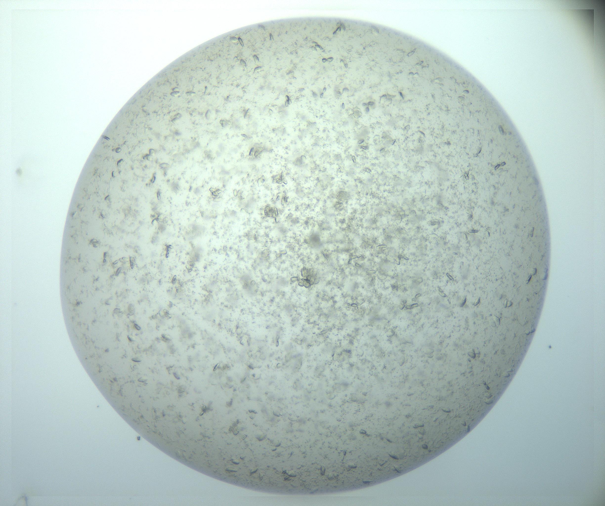 RI01_03_000_0212_Proj1_Clon1_MC_0000MC103017_014_170128_05_05_02_00_99_002_001_RAI.jpg