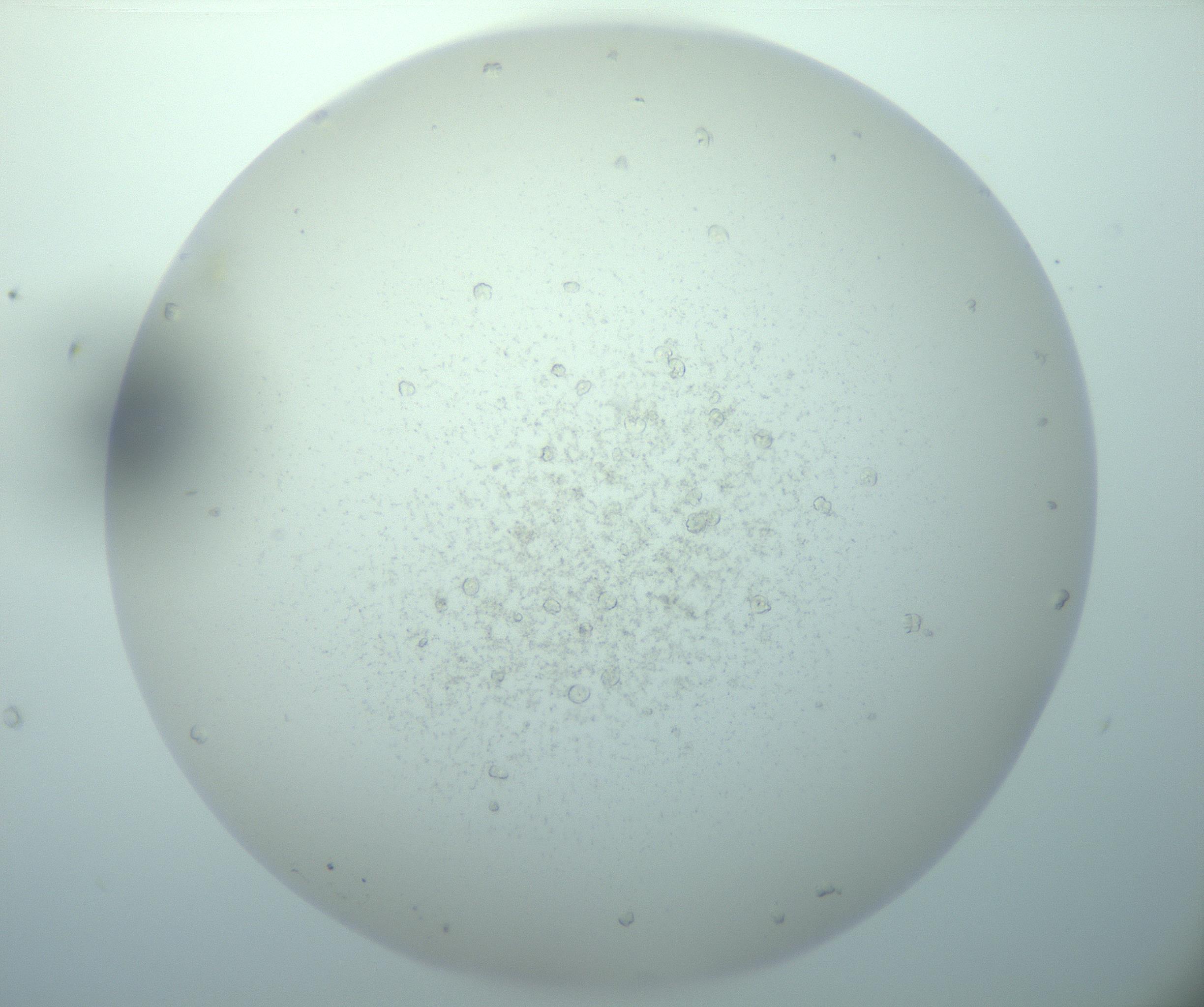 RI01_03_000_0212_Proj1_Clon1_MC_0000MC103018_014_170128_02_04_02_00_99_002_001_RAI.jpg