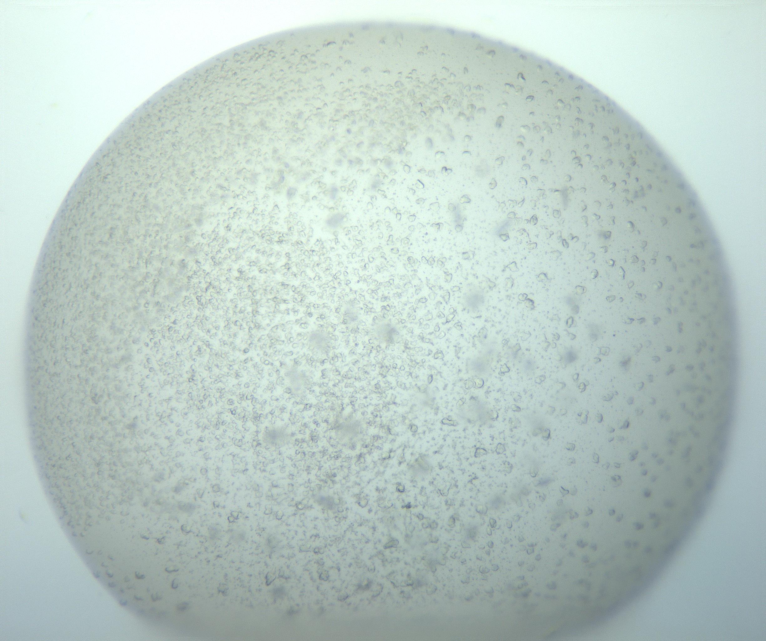 RI01_03_000_0212_Proj1_Clon1_MC_0000MC103018_014_170128_03_04_02_00_99_002_001_RAI.jpg