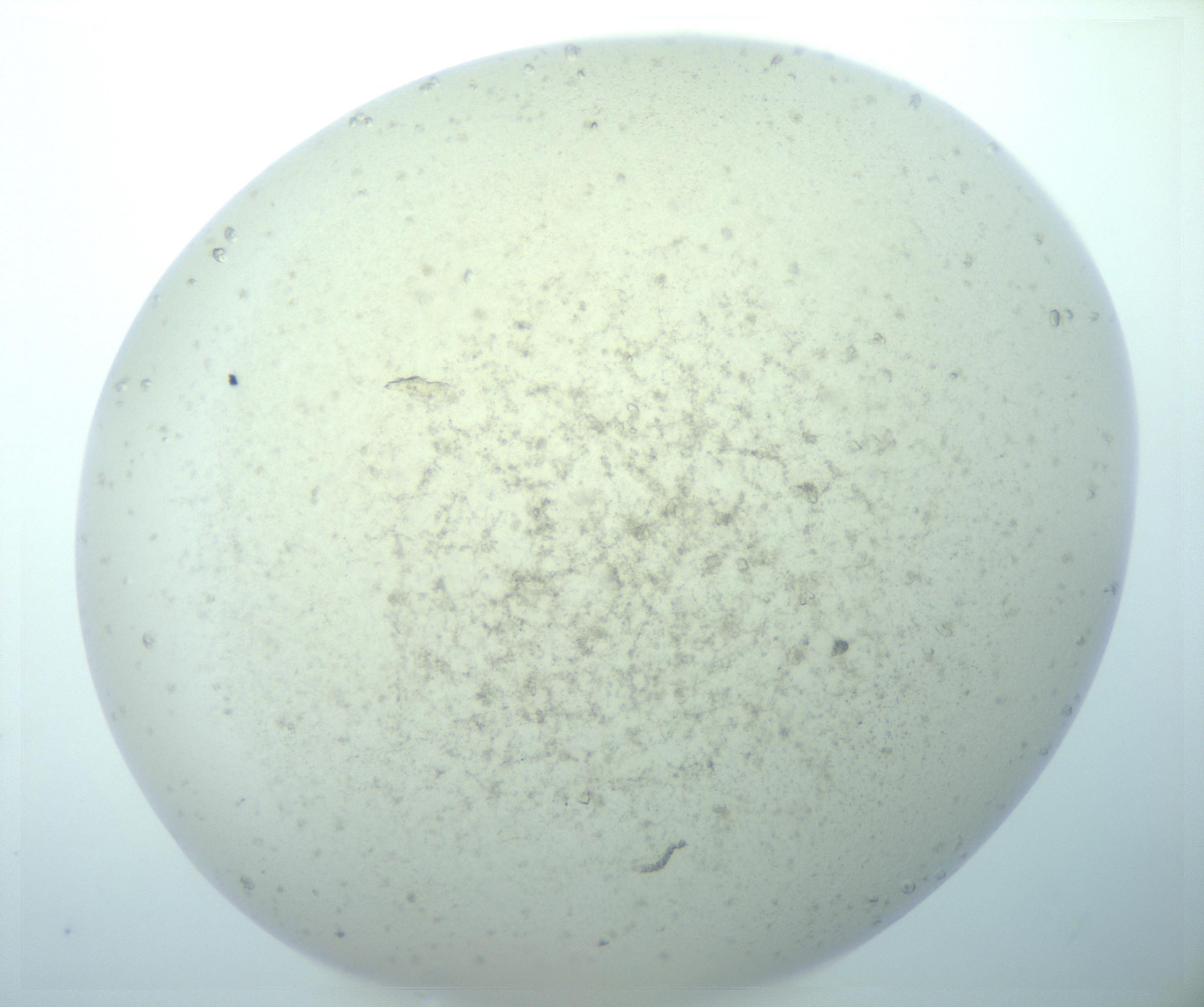 RI01_03_000_0212_Proj1_Clon1_MC_0000MC103018_014_170128_04_04_02_00_99_002_001_RAI.jpg
