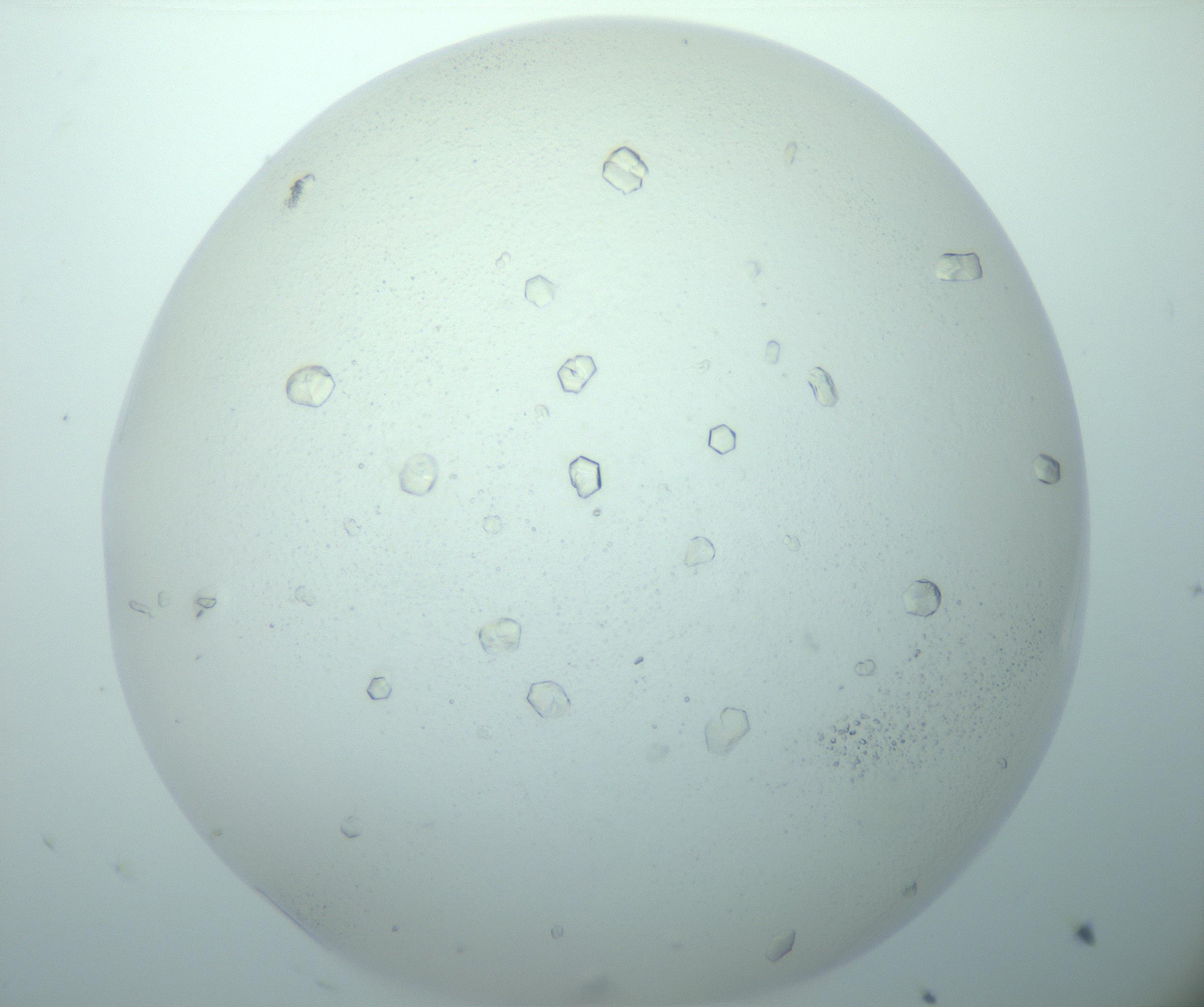 RI01_03_000_0212_Proj1_Clon1_MC_0000MC103018_014_170128_09_03_02_00_99_002_001_RAI.jpg