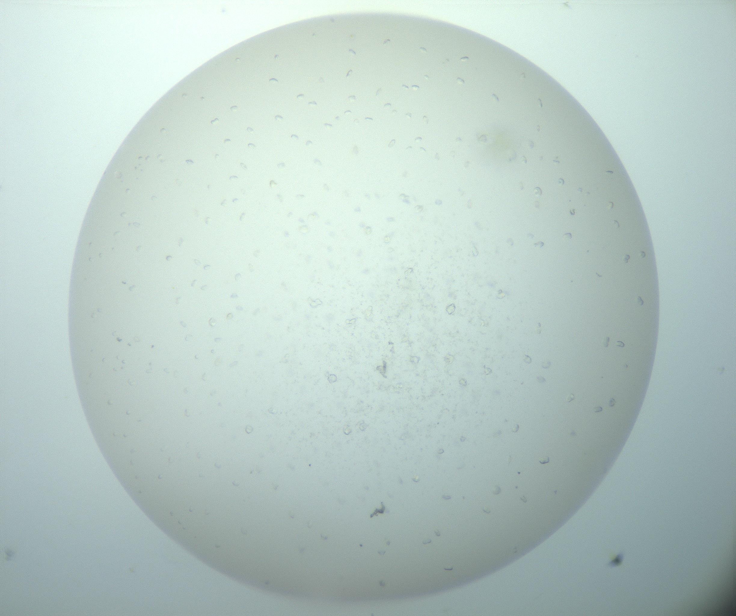 RI01_03_000_0212_Proj1_Clon1_MC_0000MC103018_014_170128_11_02_02_00_99_002_001_RAI.jpg