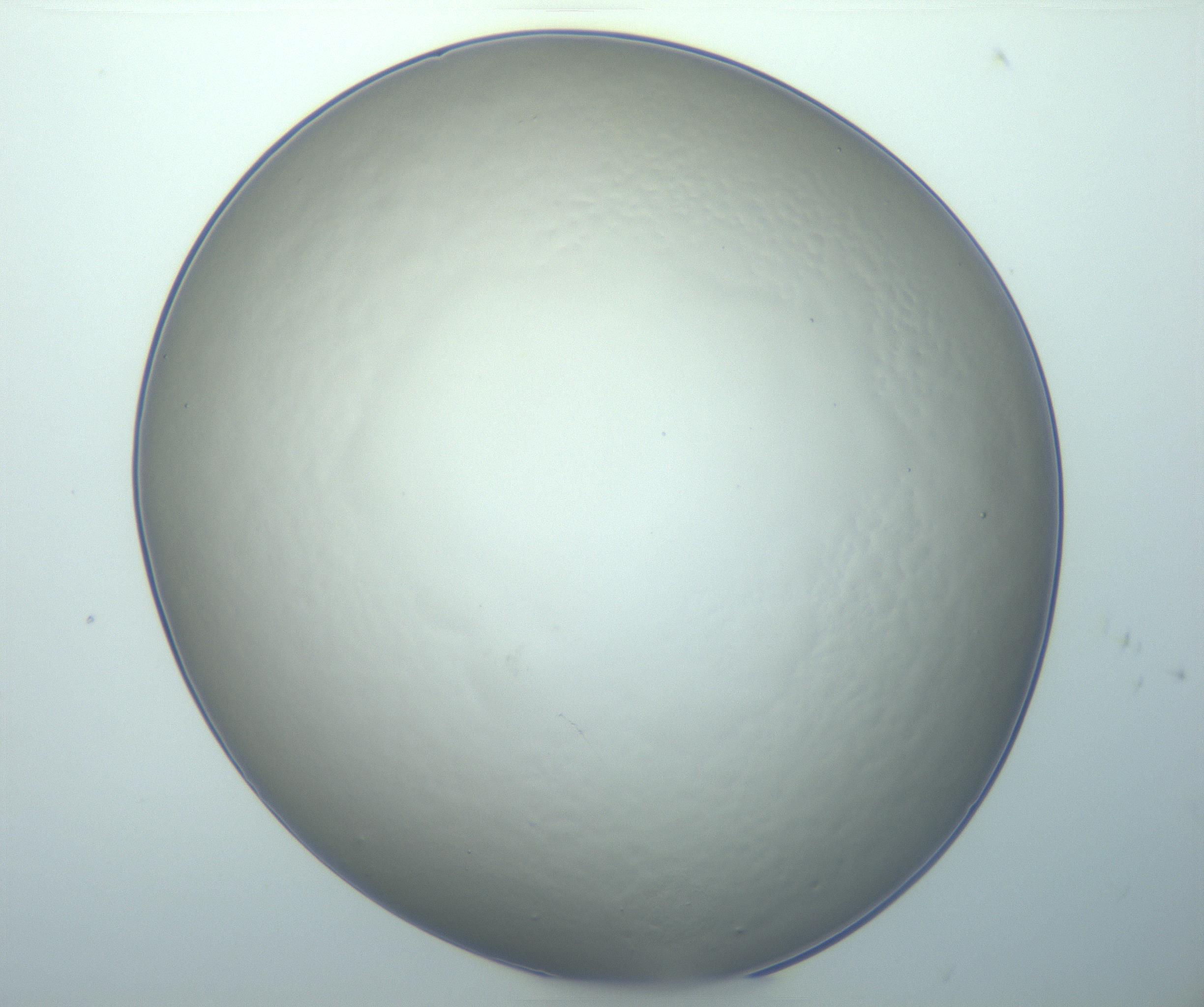 RI01_03_000_0212_Proj1_Clon1_MC_0000MC103019_005_161126_05_03_01_00_99_002_001_RAI.jpg