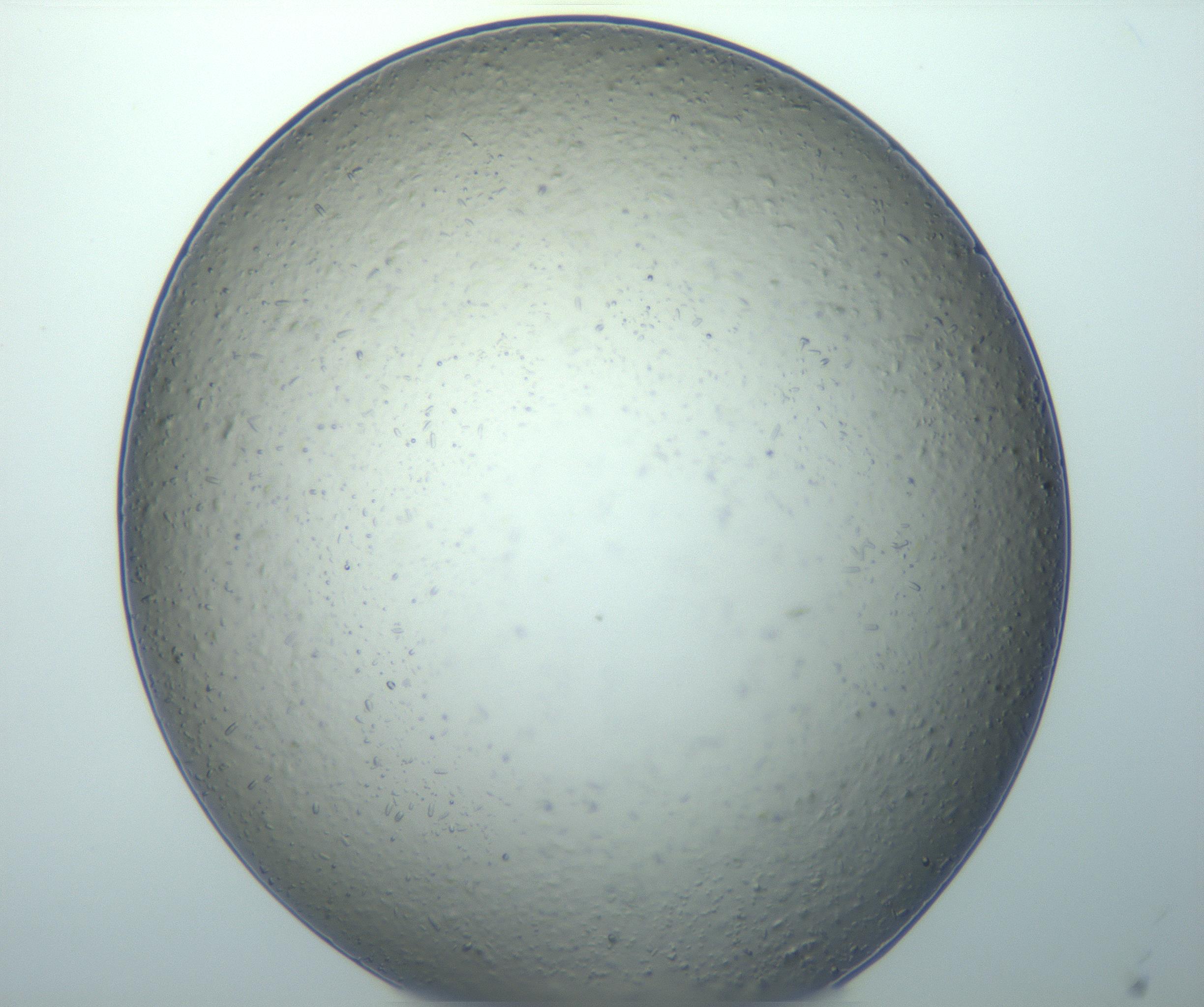 RI01_03_000_0212_Proj1_Clon1_MC_0000MC103019_005_161126_07_05_01_00_99_002_001_RAI.jpg