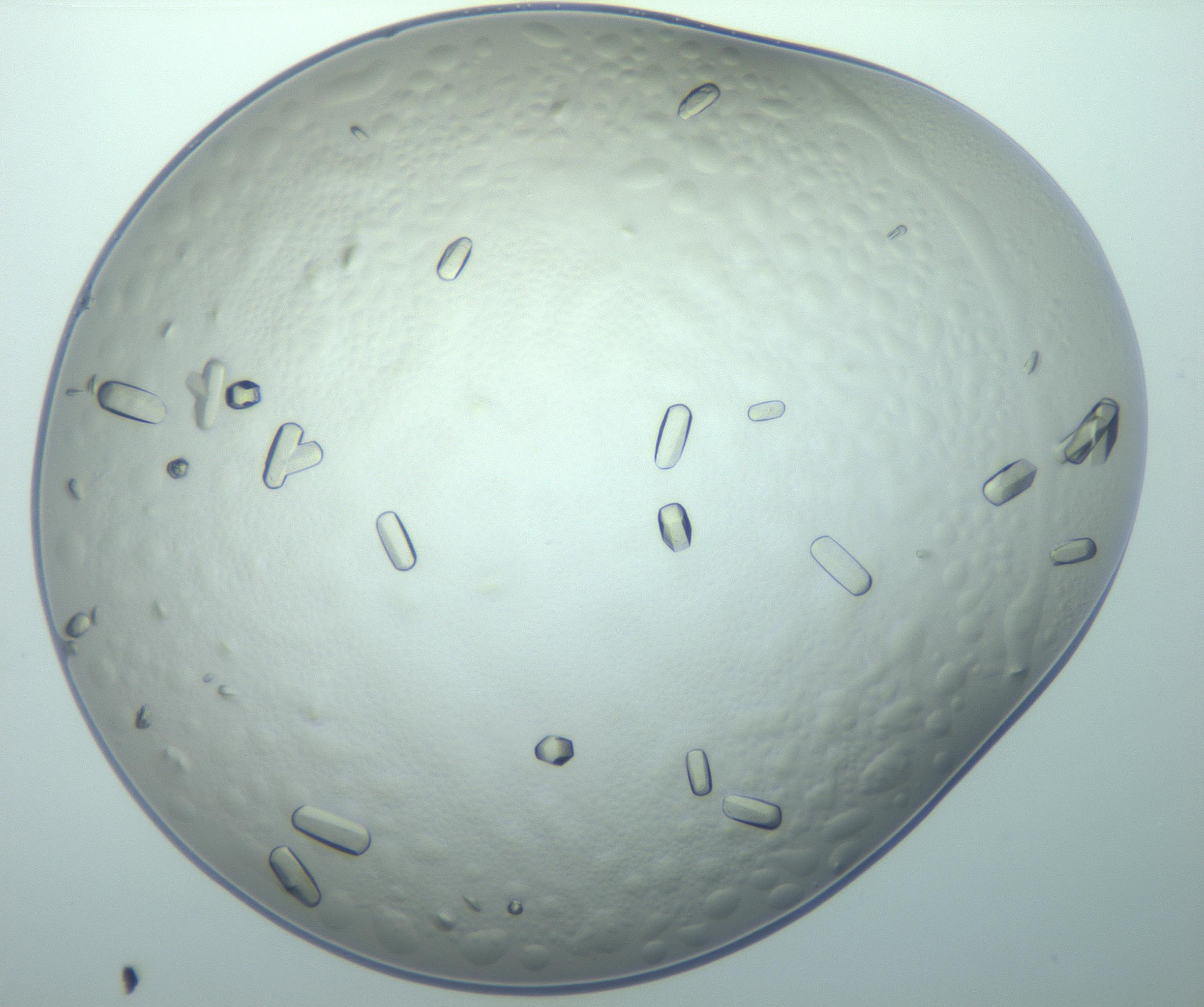 RI01_03_000_0212_Proj1_Clon1_MC_0000MC103019_015_170128_02_08_01_00_99_002_001_RAI.jpg