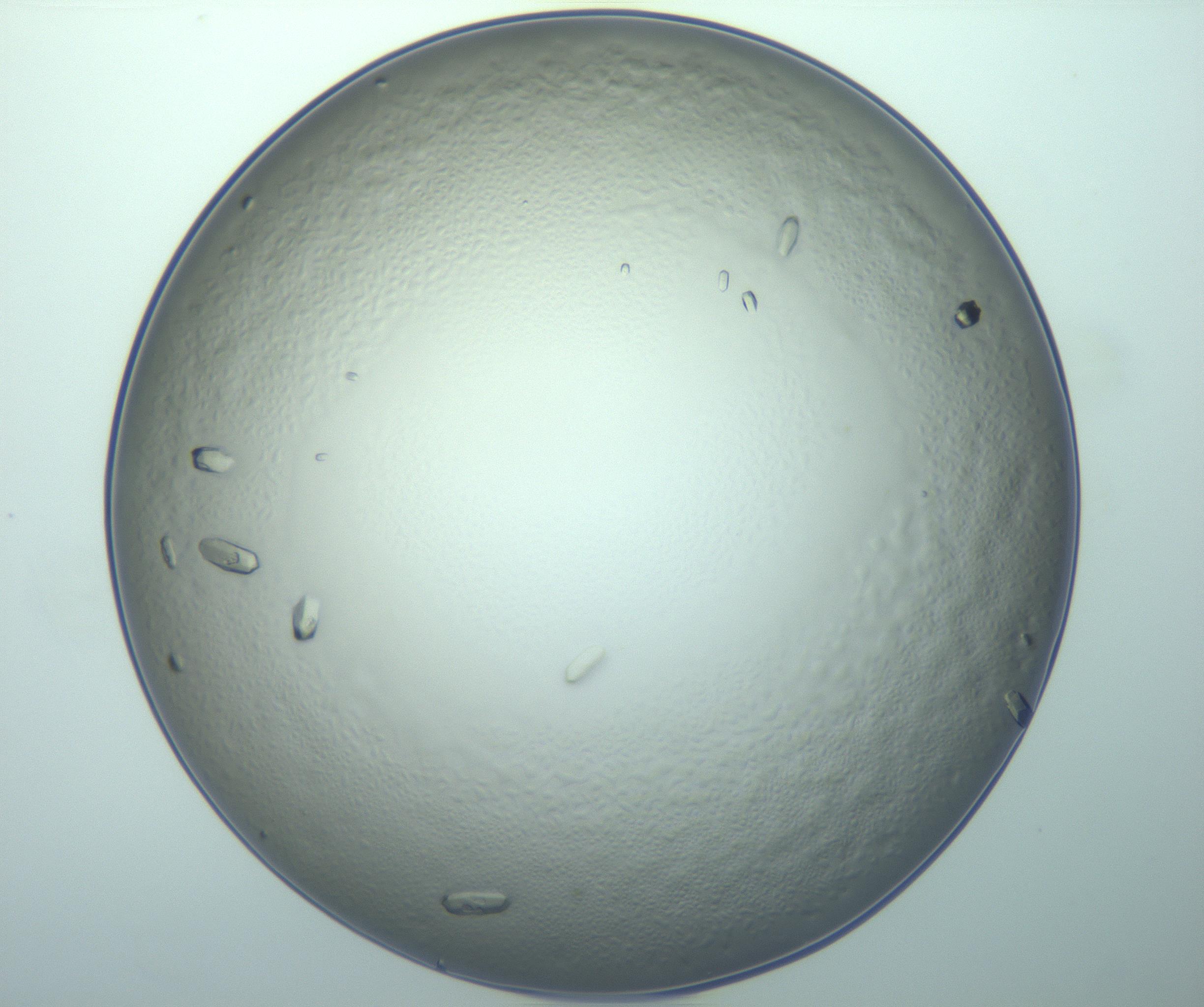 RI01_03_000_0212_Proj1_Clon1_MC_0000MC103019_015_170128_05_06_01_00_99_002_001_RAI.jpg