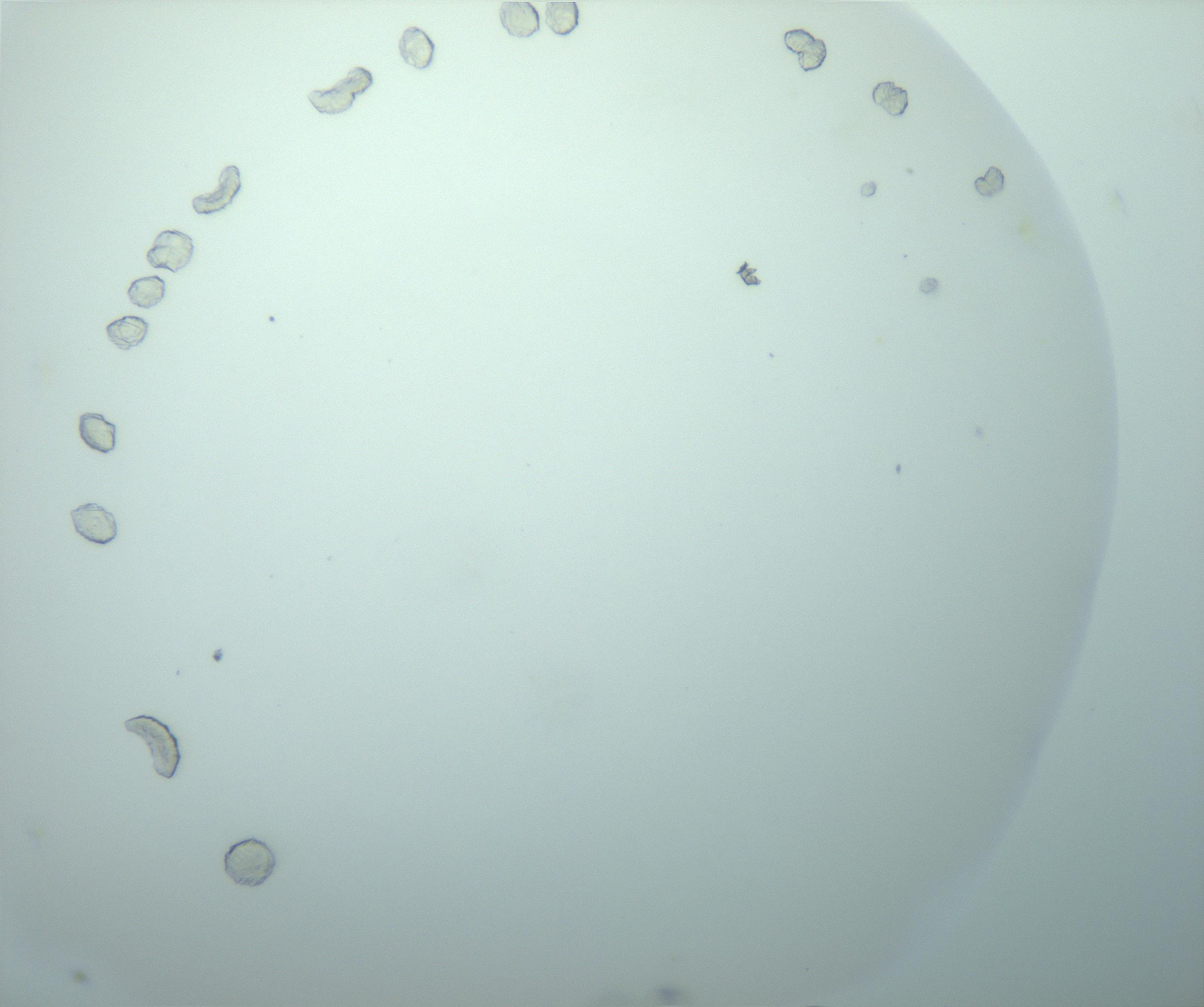 RI01_03_000_0212_Proj1_Clon1_MC_0000MC103019_015_170128_08_03_02_00_99_002_001_RAI.jpg