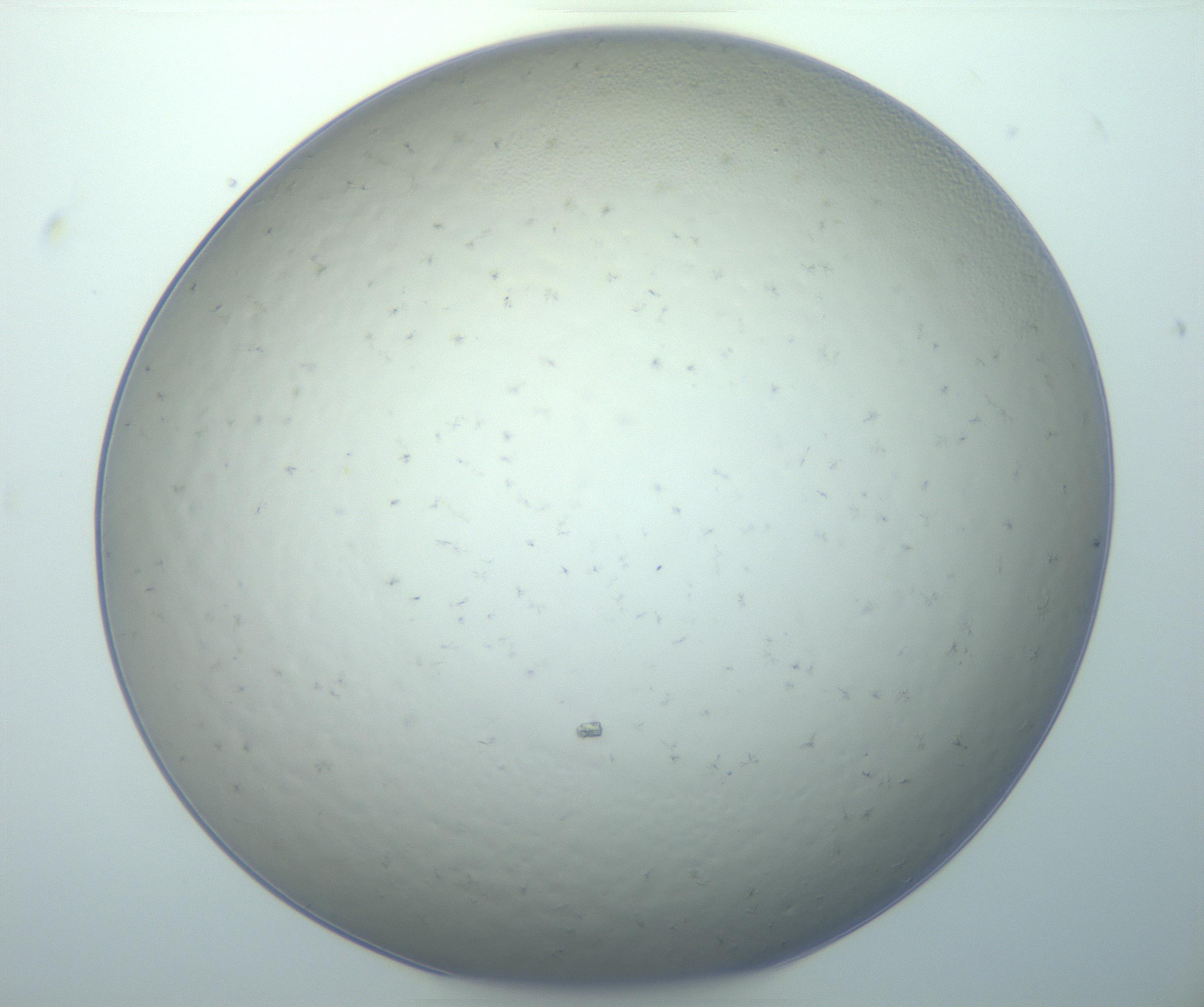 RI01_03_000_0212_Proj1_Clon1_MC_0000MC103020_005_161126_05_07_01_00_99_002_001_RAI.jpg