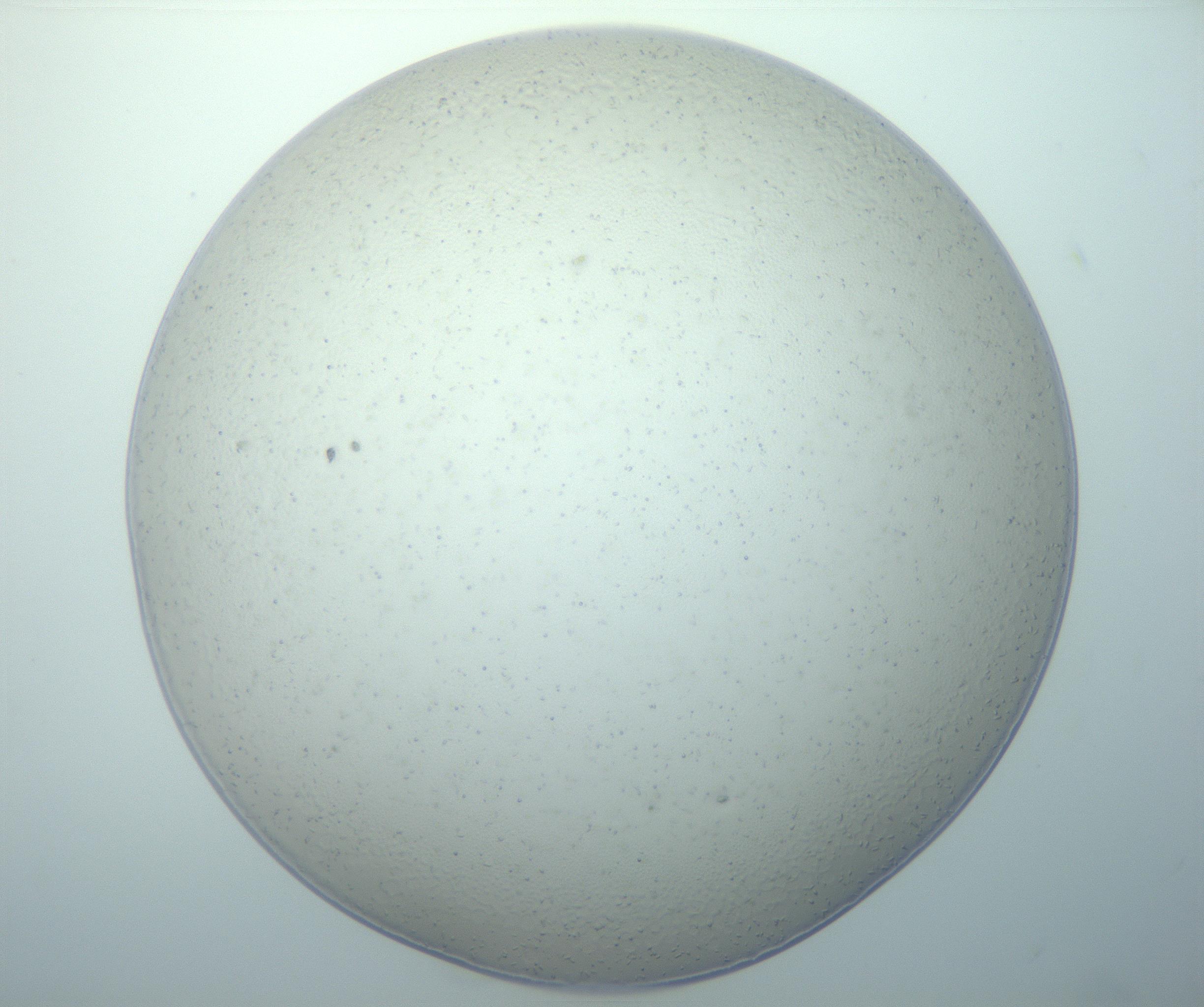RI01_03_000_0212_Proj1_Clon1_MC_0000MC103020_005_161126_11_07_01_00_99_002_001_RAI.jpg