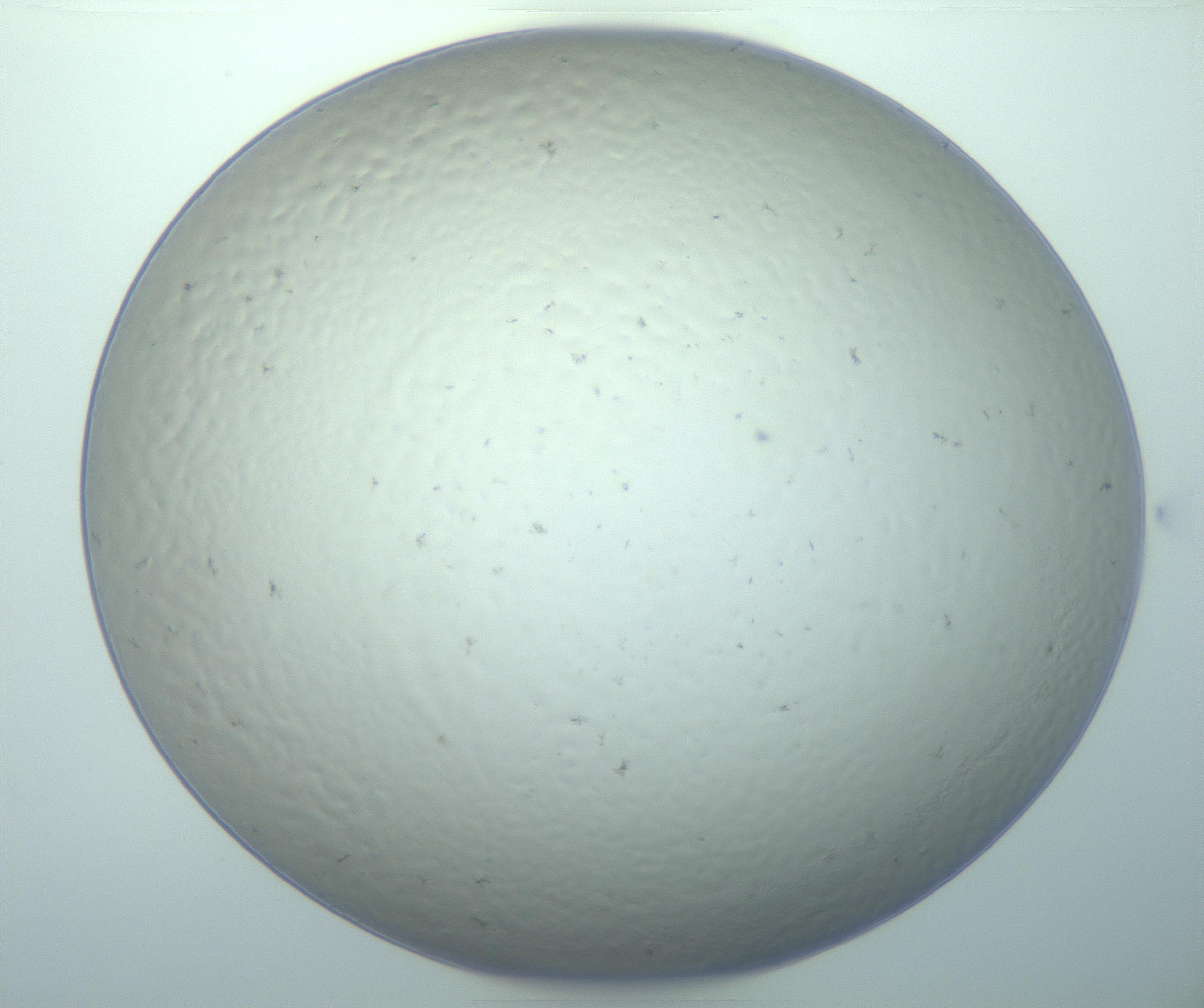 RI01_03_000_0212_Proj1_Clon1_MC_0000MC103020_013_170114_04_05_01_00_99_002_001_RAI.jpg