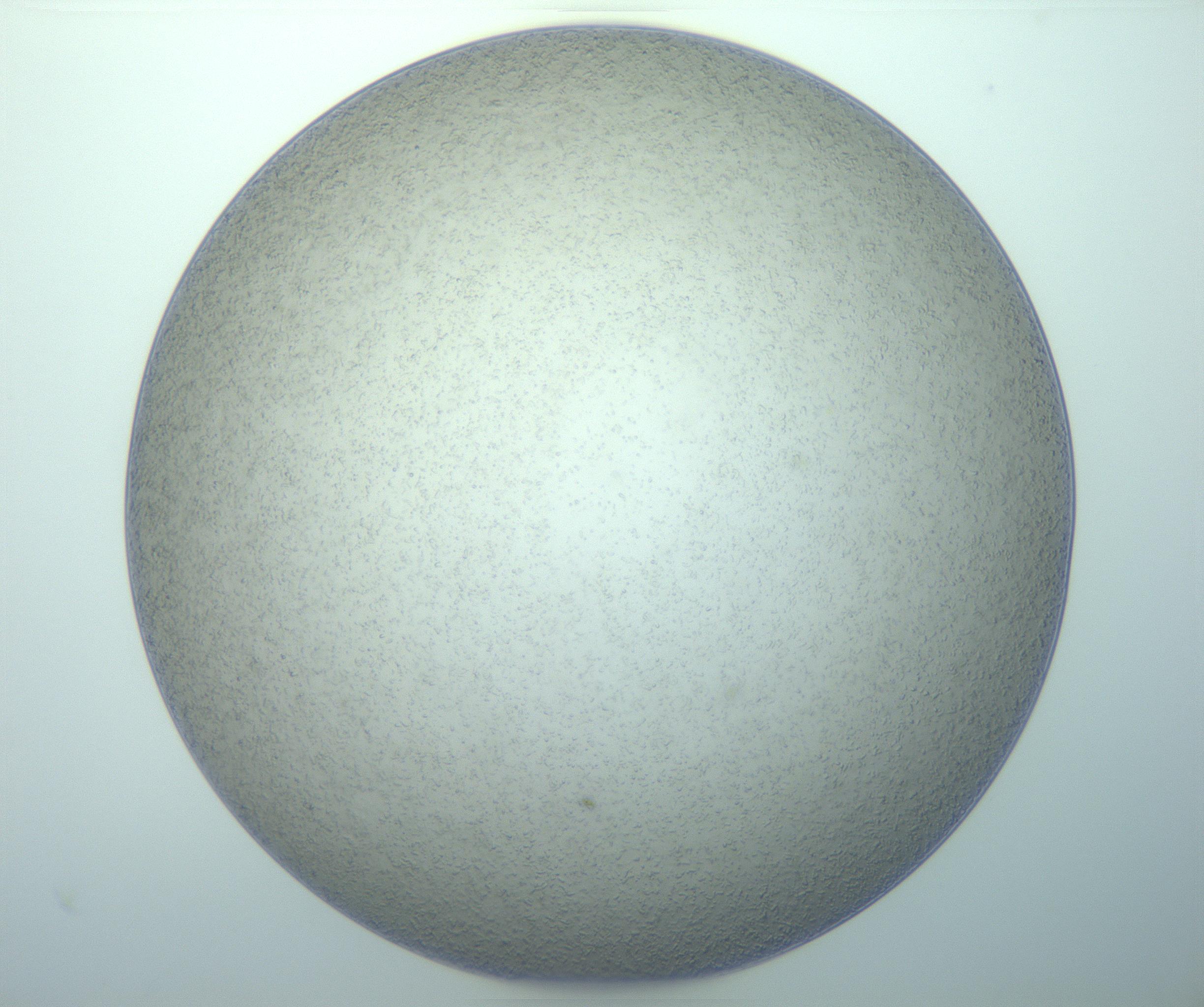 RI01_03_000_0212_Proj1_Clon1_MC_0000MC103020_013_170114_05_05_01_00_99_002_001_RAI.jpg