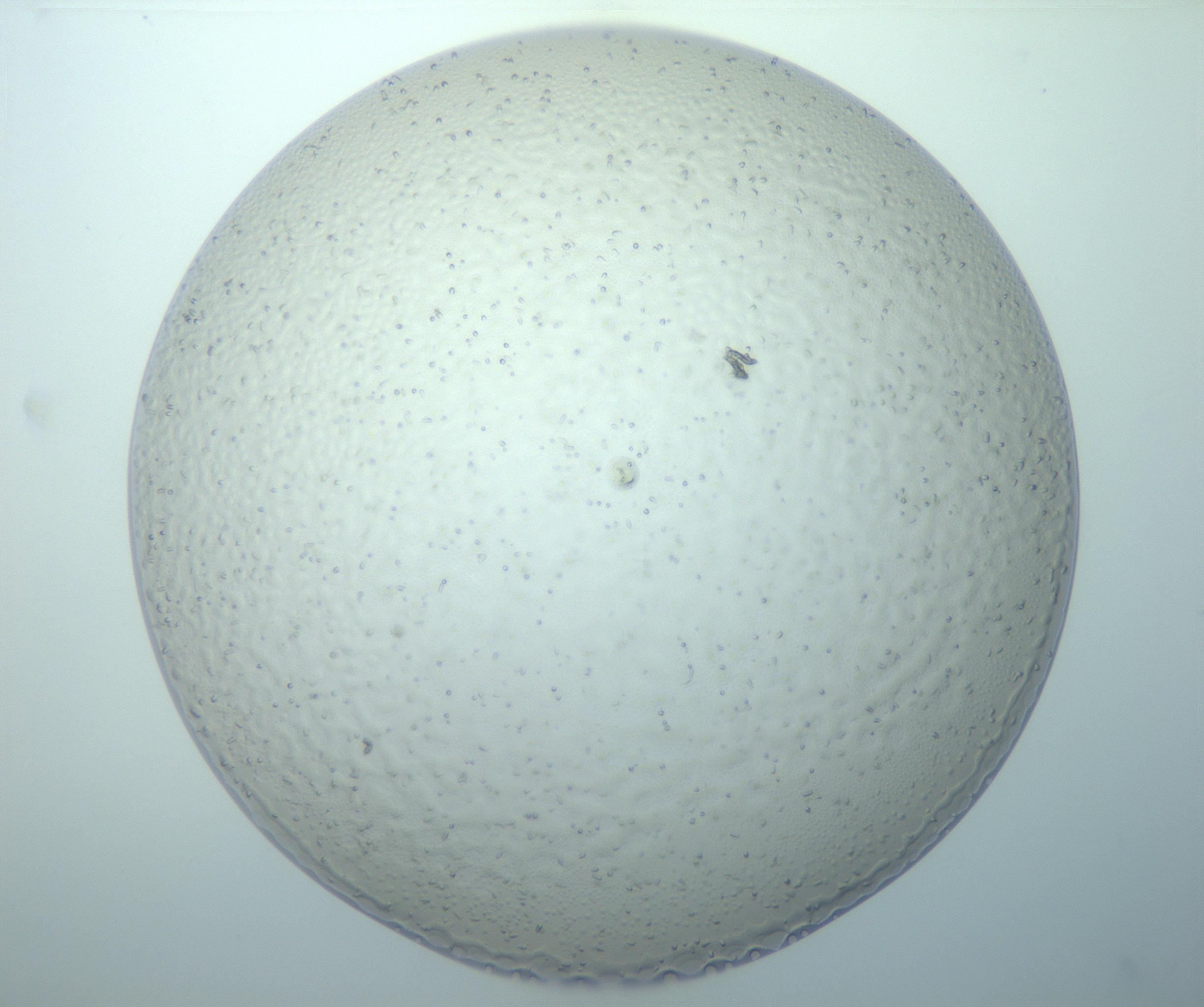 RI01_03_000_0212_Proj1_Clon1_MC_0000MC103020_013_170114_10_07_01_00_99_002_001_RAI.jpg