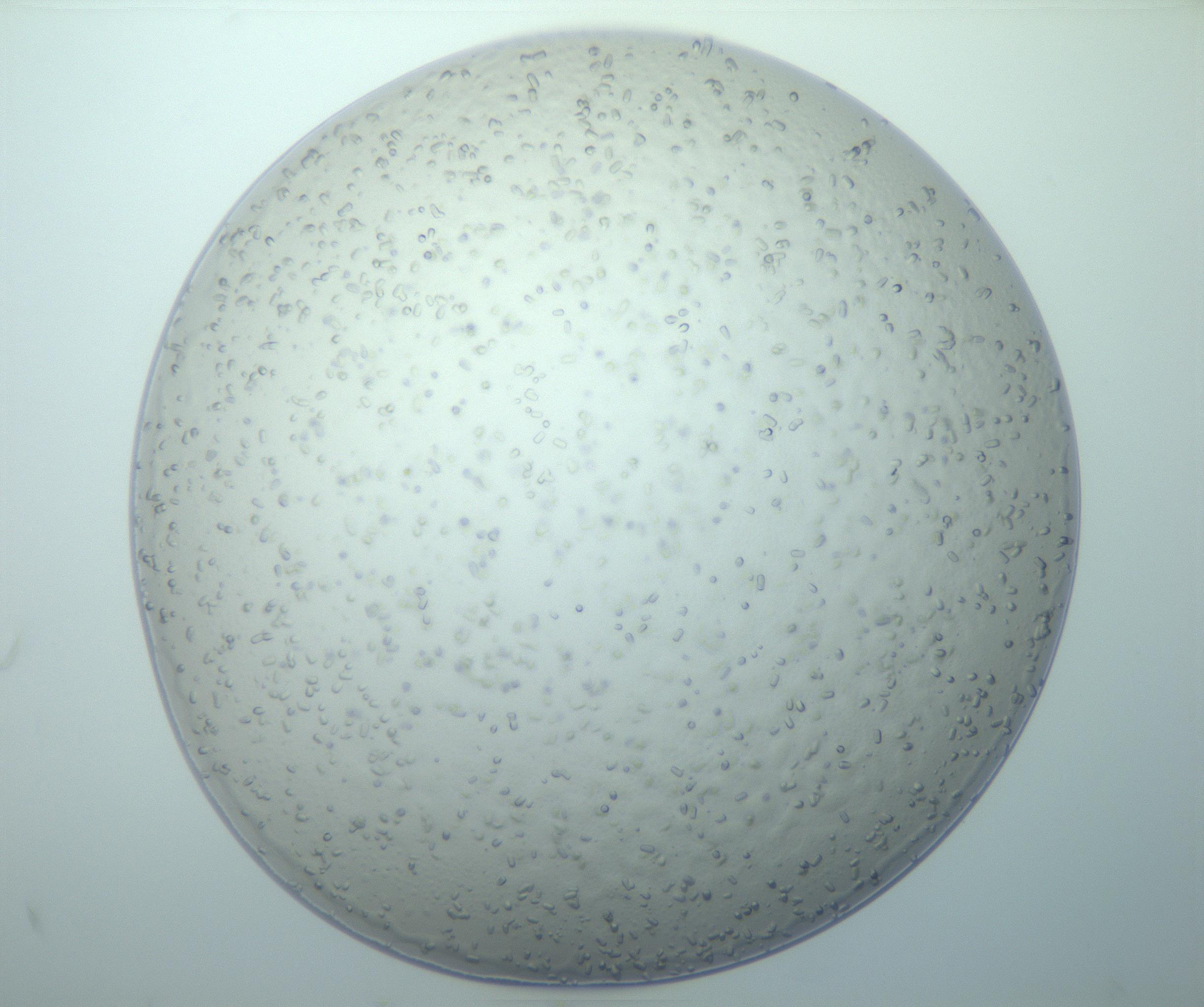 RI01_03_000_0212_Proj1_Clon1_MC_0000MC103020_013_170114_10_08_01_00_99_002_001_RAI.jpg