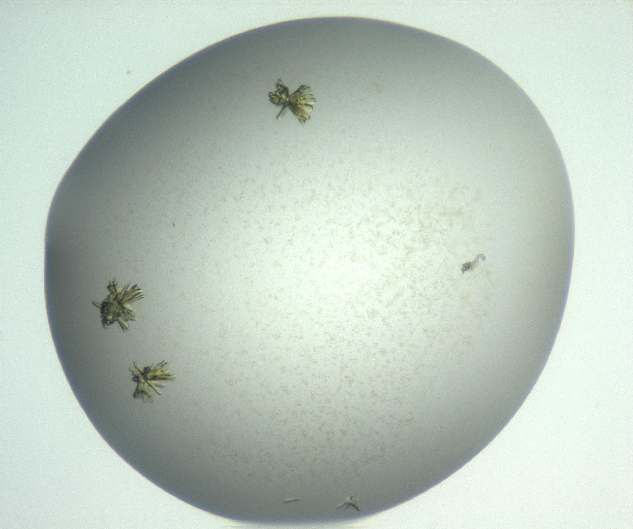 RI01_03_000_0212_Proj1_Clon1_MC_0000MC103022_003_161106_08_05_01_00_99_002_001_RAI.jpg
