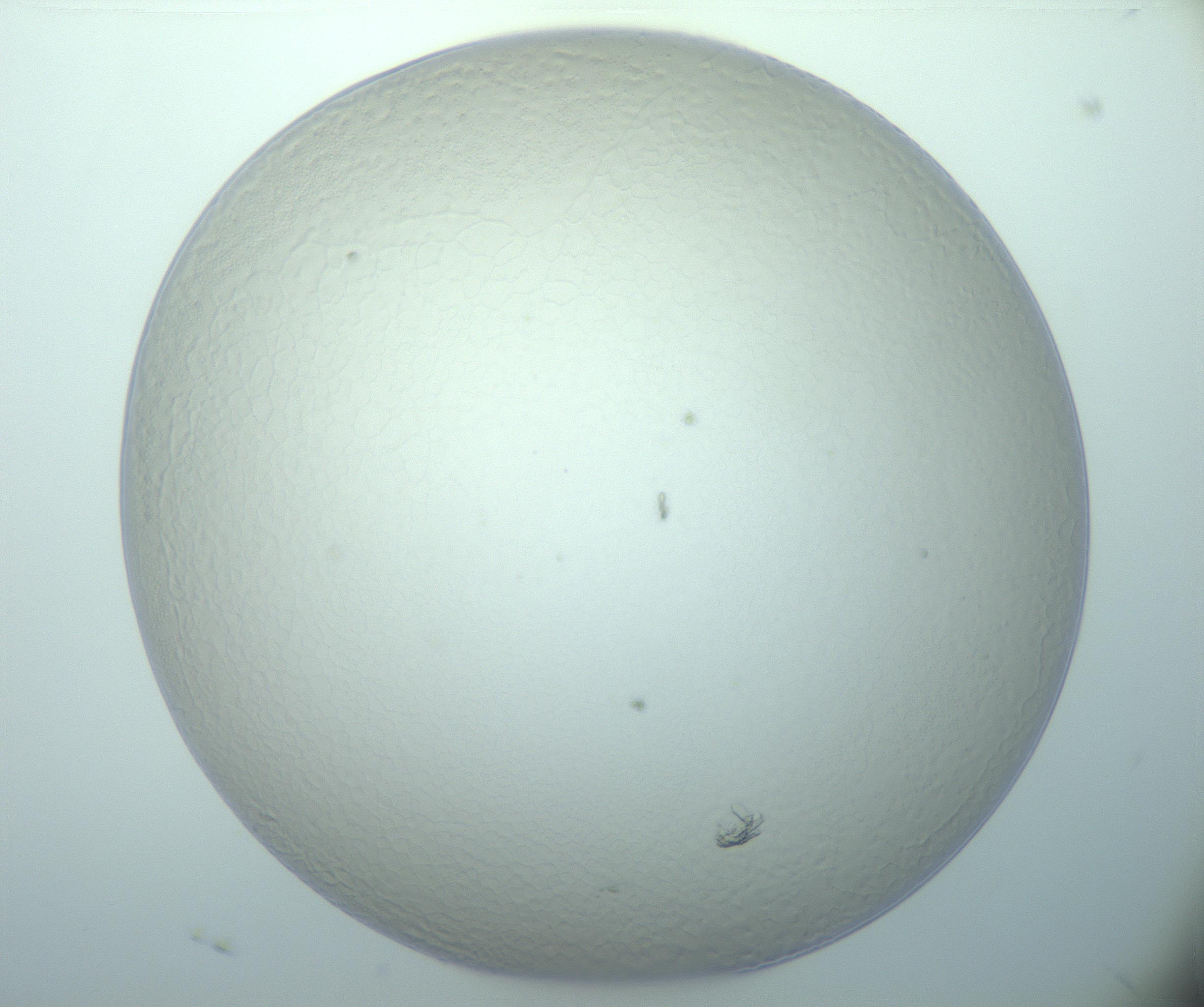 RI01_03_000_0212_Proj1_Clon1_MC_0000MC103024_013_170114_04_03_01_00_99_002_001_RAI.jpg