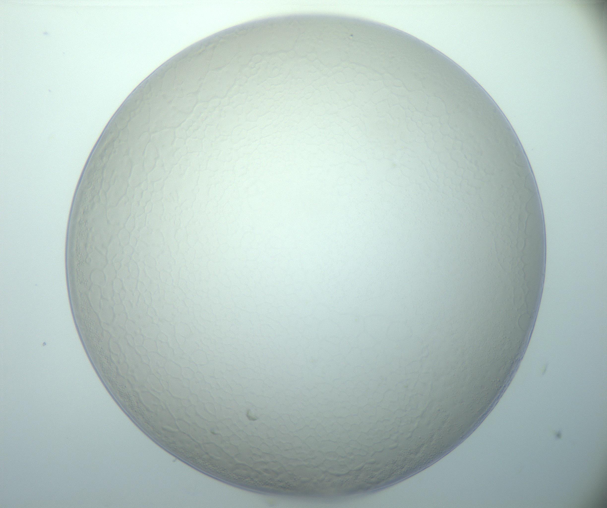 RI01_03_000_0212_Proj1_Clon1_MC_0000MC103024_013_170114_05_03_01_00_99_002_001_RAI.jpg