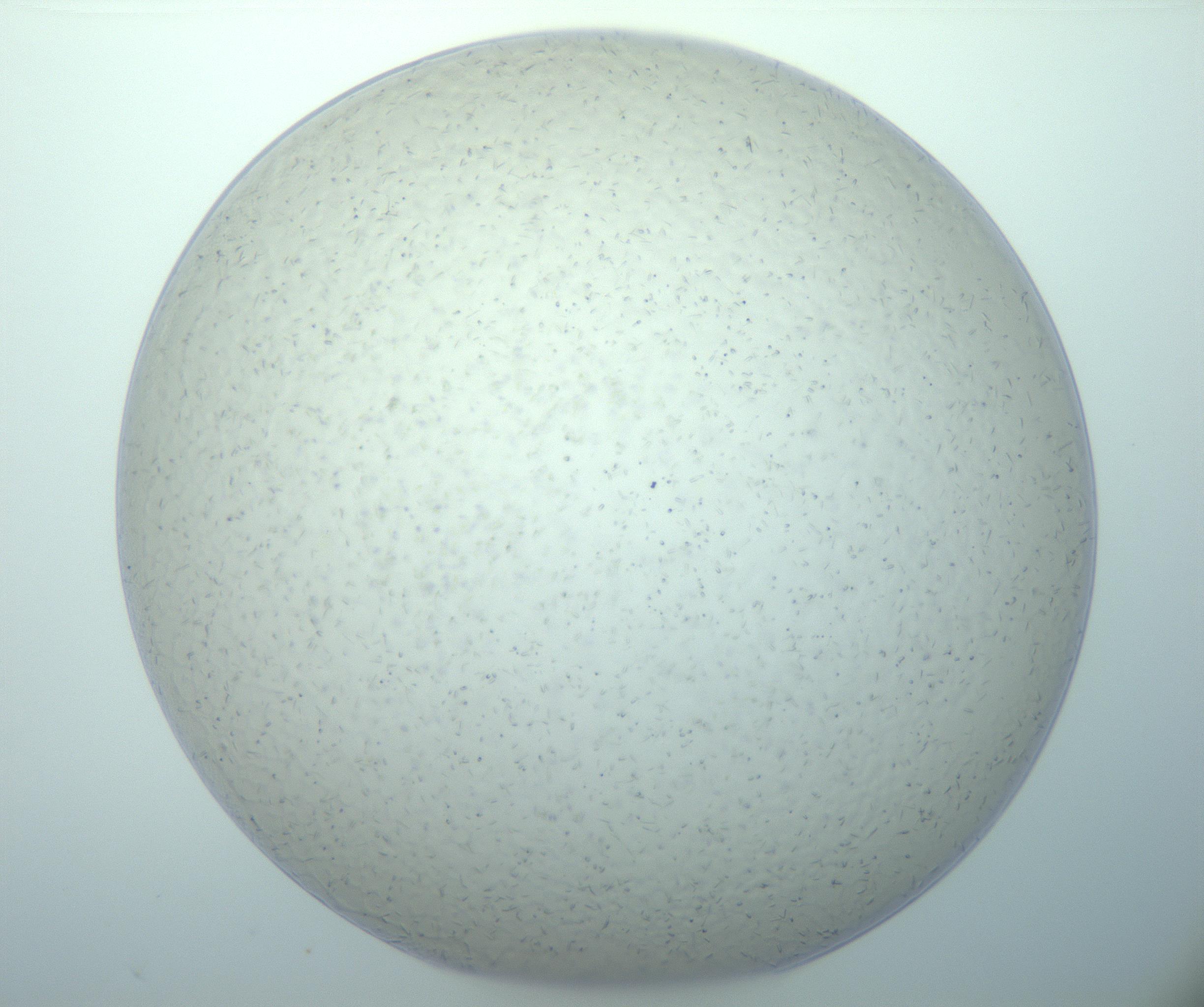 RI01_03_000_0212_Proj1_Clon1_MC_0000MC103024_013_170114_06_03_01_00_99_002_001_RAI.jpg