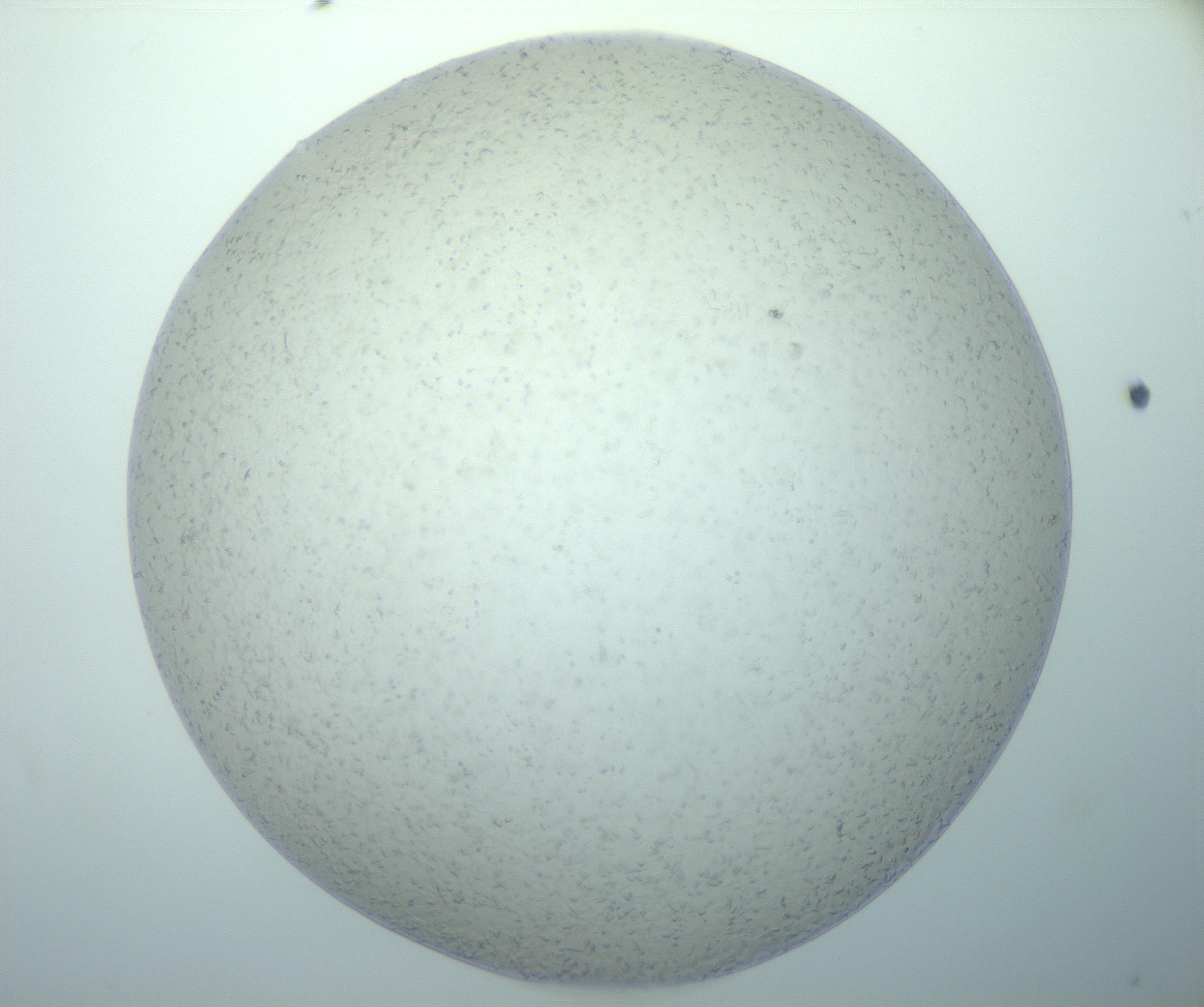 RI01_03_000_0212_Proj1_Clon1_MC_0000MC103024_013_170114_11_04_01_00_99_002_001_RAI.jpg