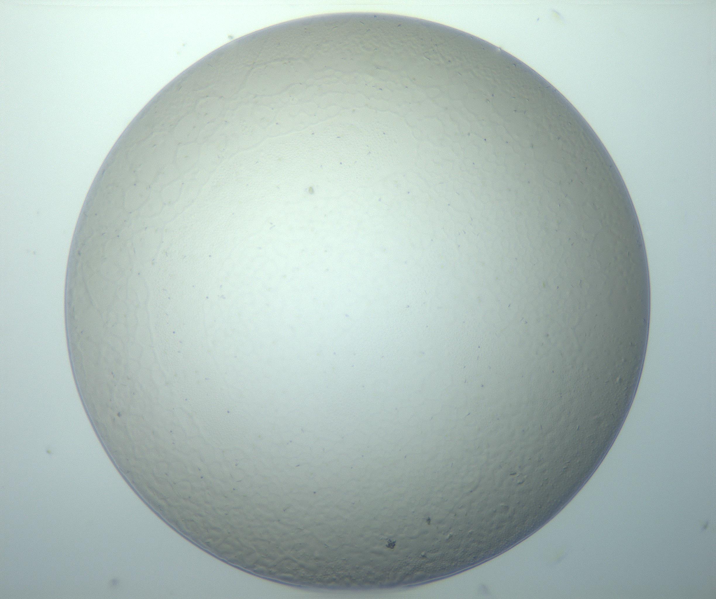 RI01_03_000_0212_Proj1_Clon1_MC_0000MC103024_013_170114_12_05_01_00_99_002_001_RAI.jpg